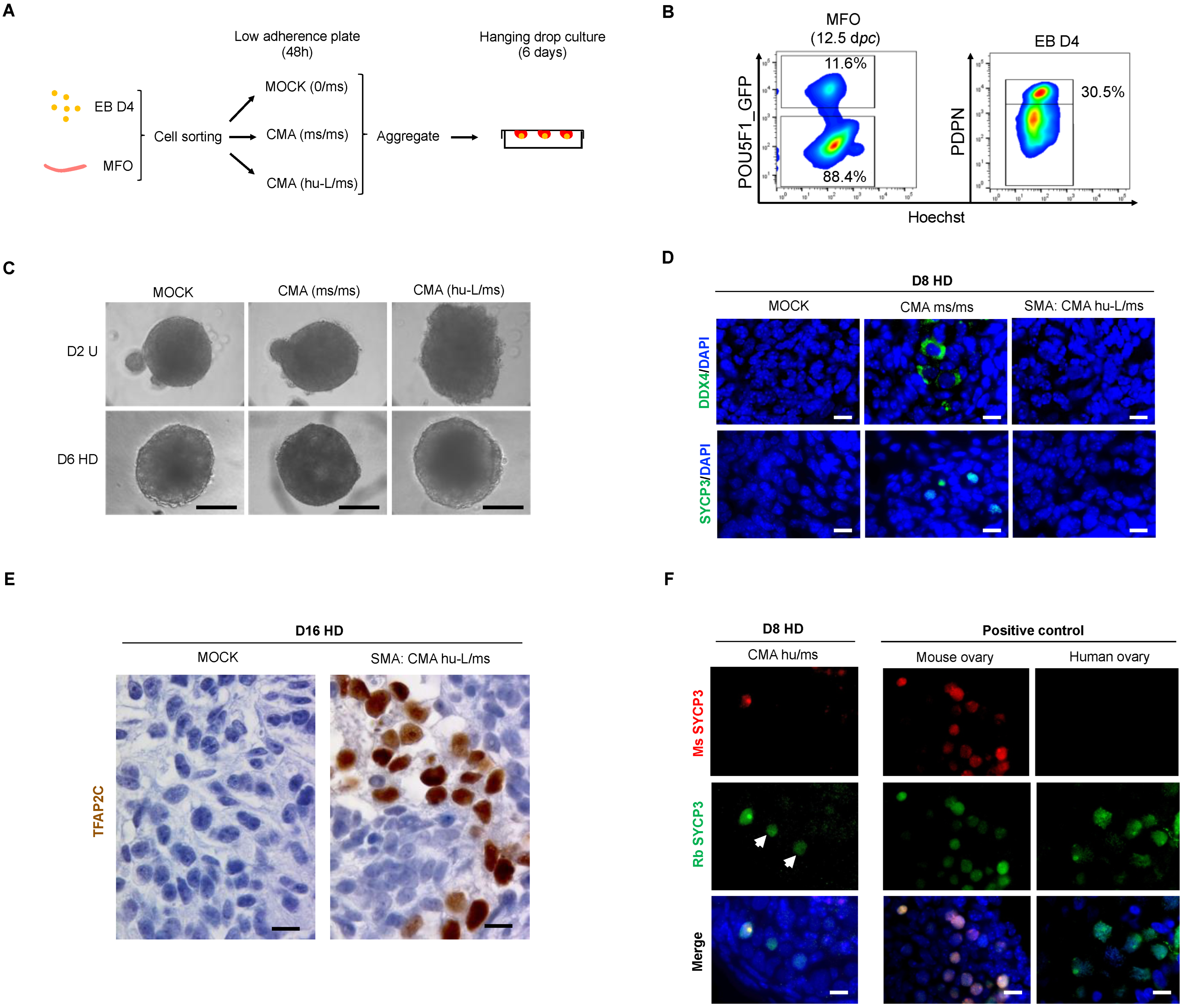 Cells 11 03832 g005 Cells 11 03832 g005