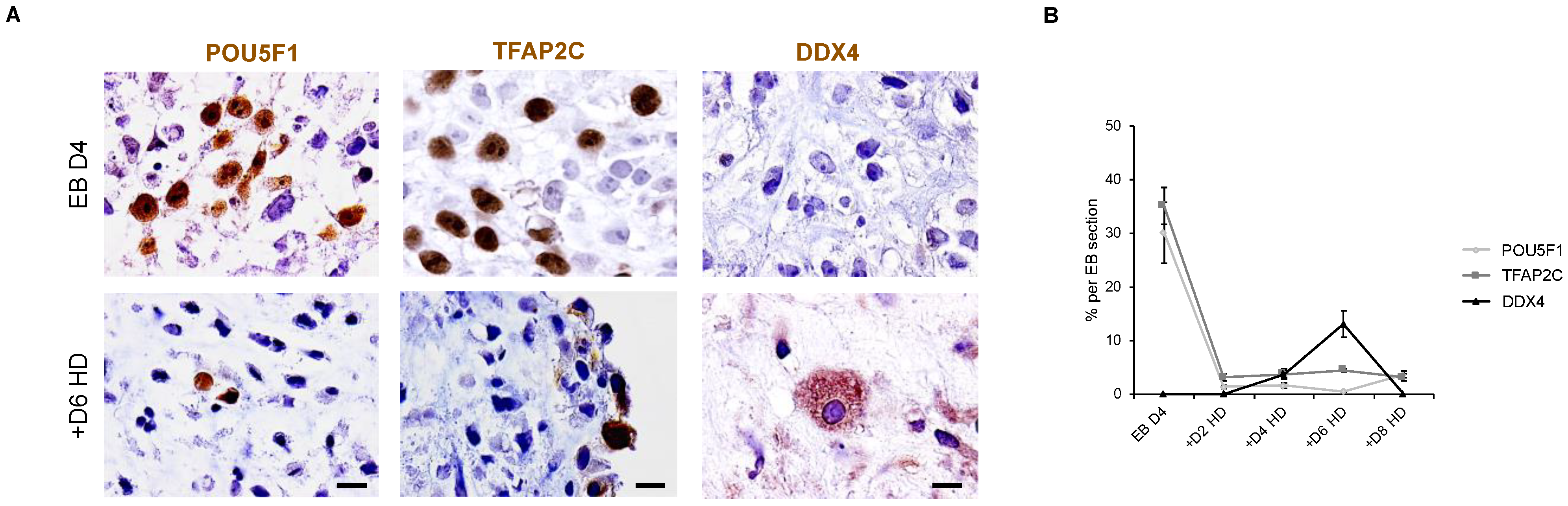Cells 11 03832 g008 Cells 11 03832 g008
