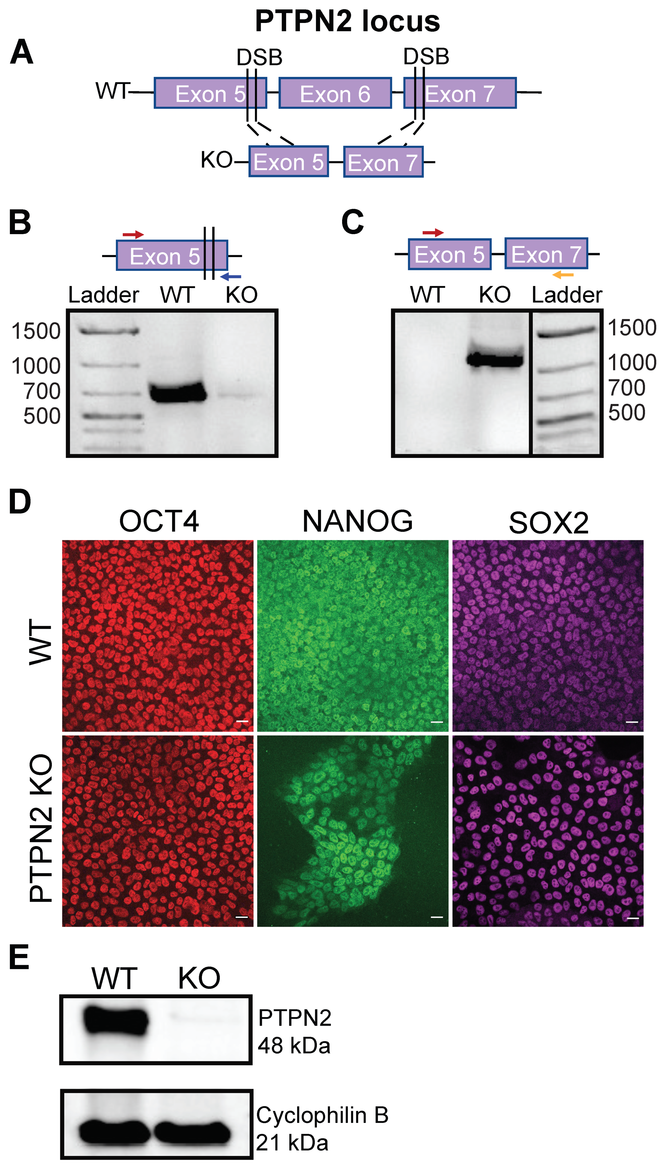 Cells 11 03845 g001 Cells 11 03845 g001