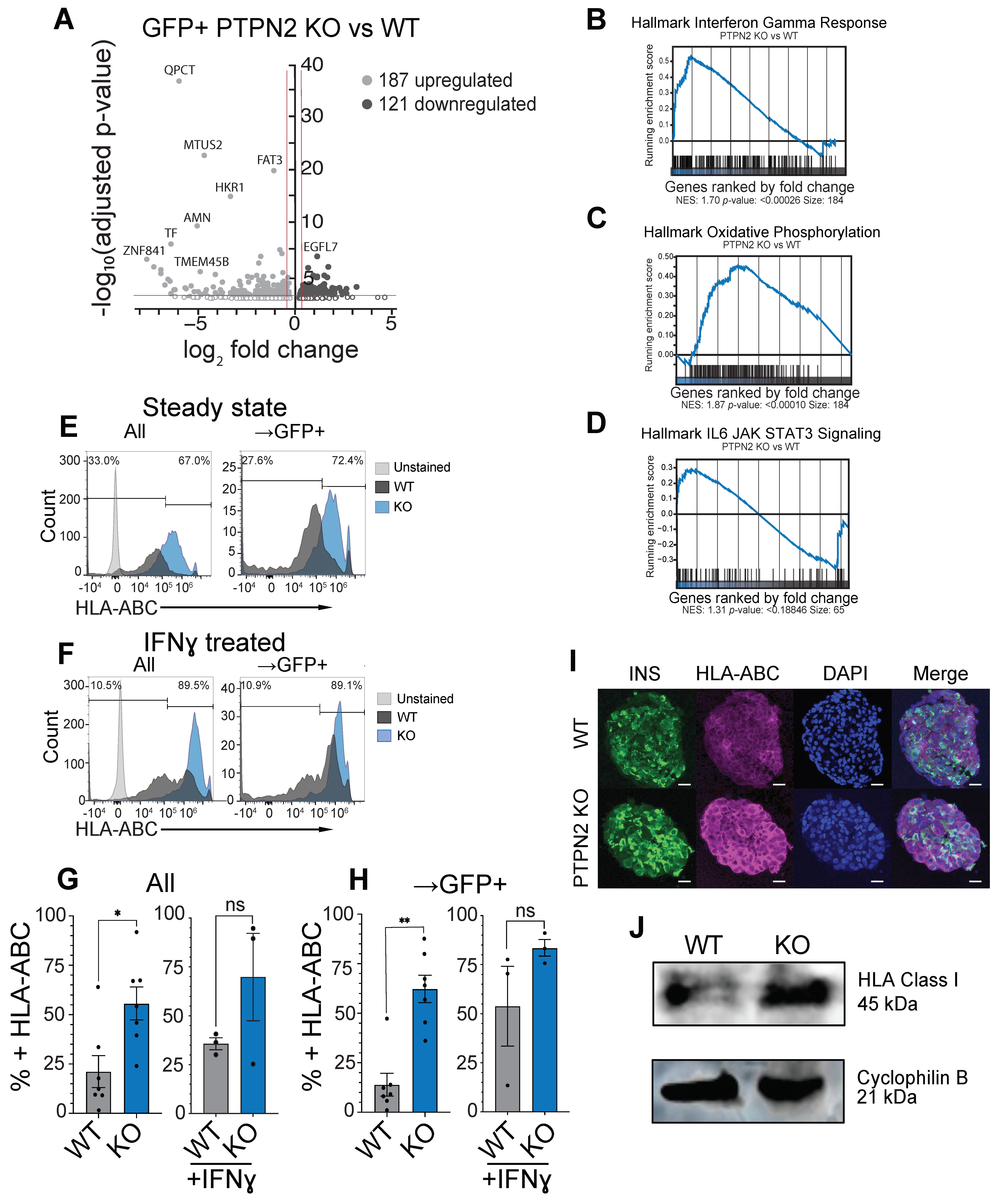 Cells 11 03845 g003 Cells 11 03845 g003