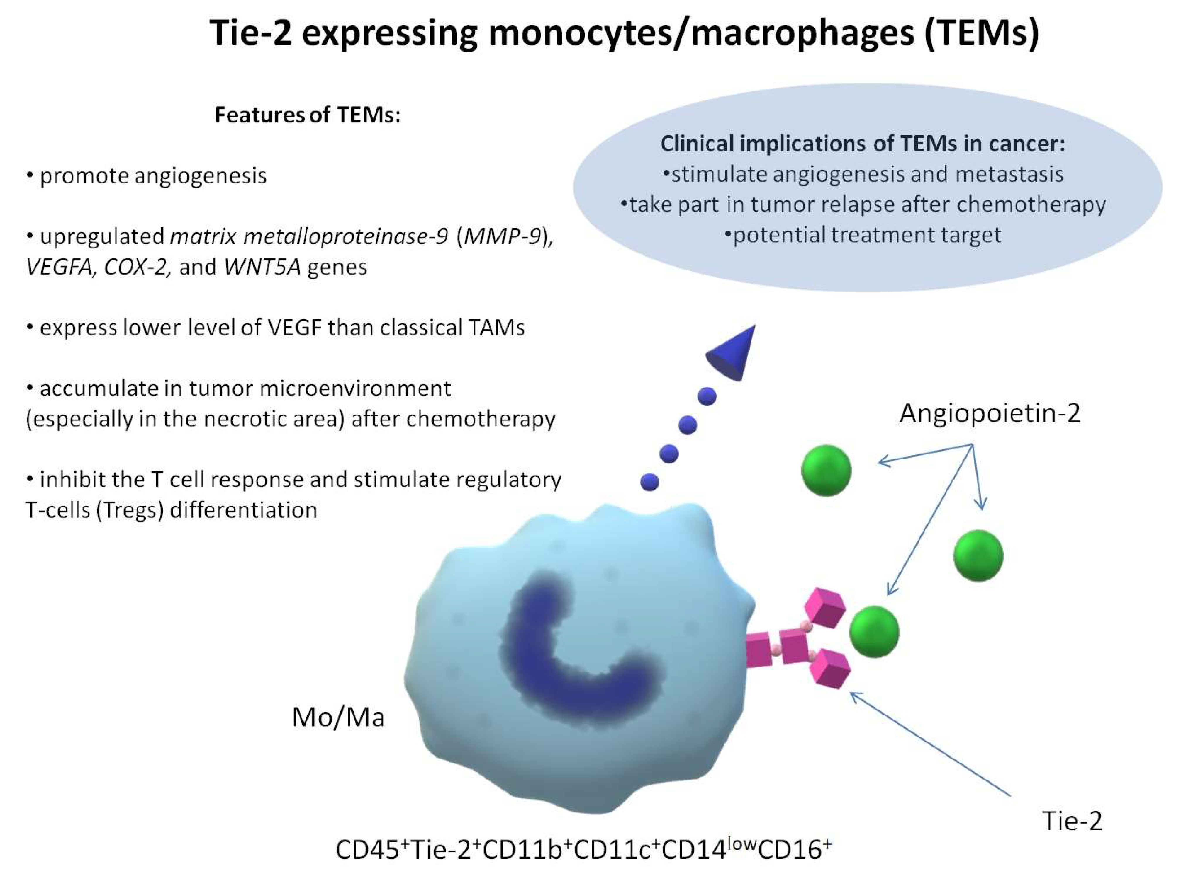 monocytes and macrophages