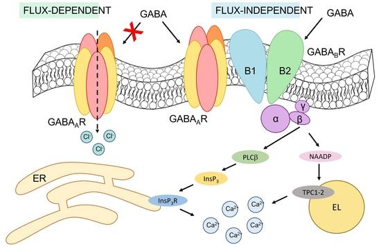 Cells | Free Full-Text | GABAA And GABAB Receptors Mediate GABA-Induced ...