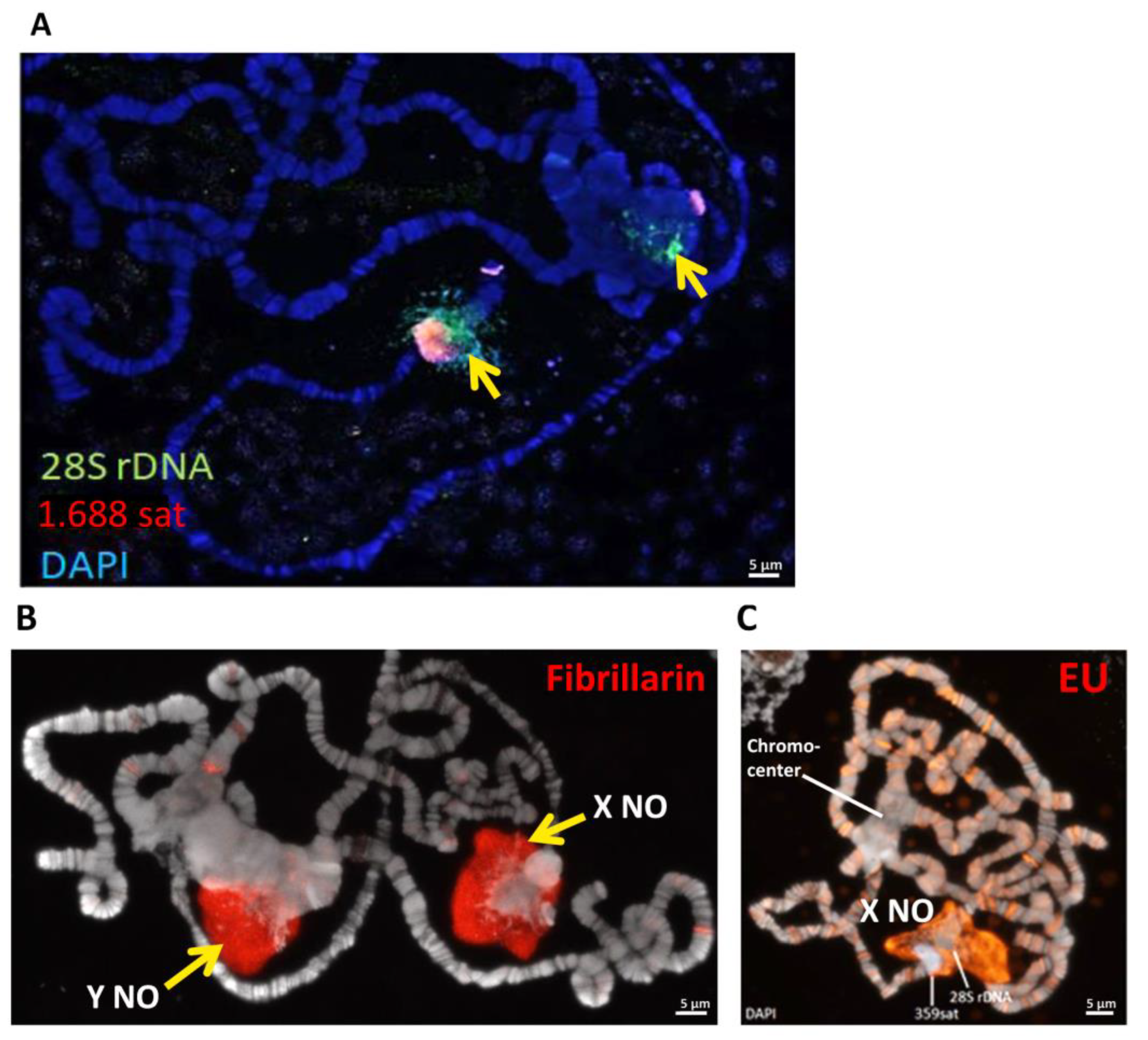 Cells 11 03872 g008 Cells 11 03872 g008