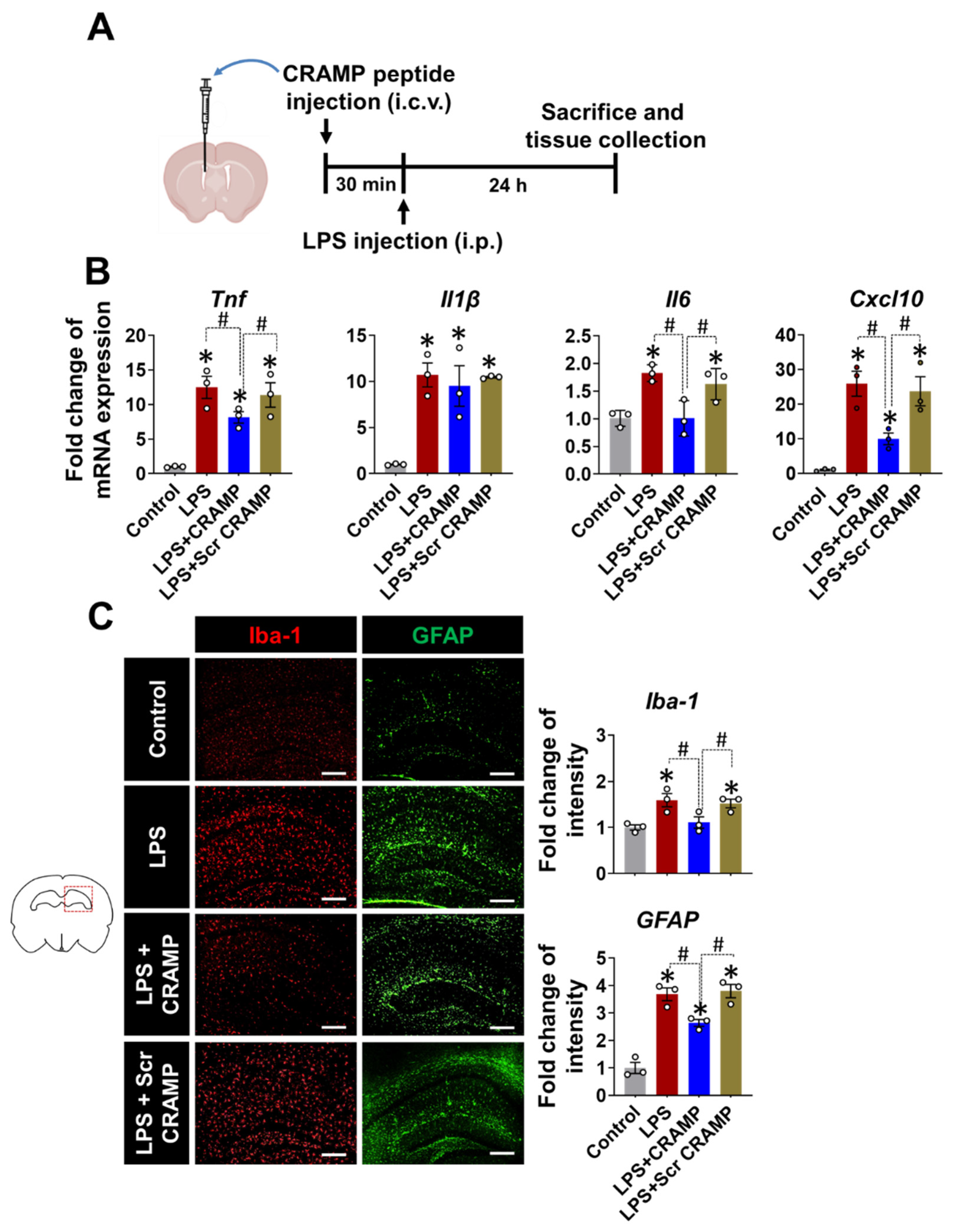 Cells 11 03886 g005 Cells 11 03886 g005
