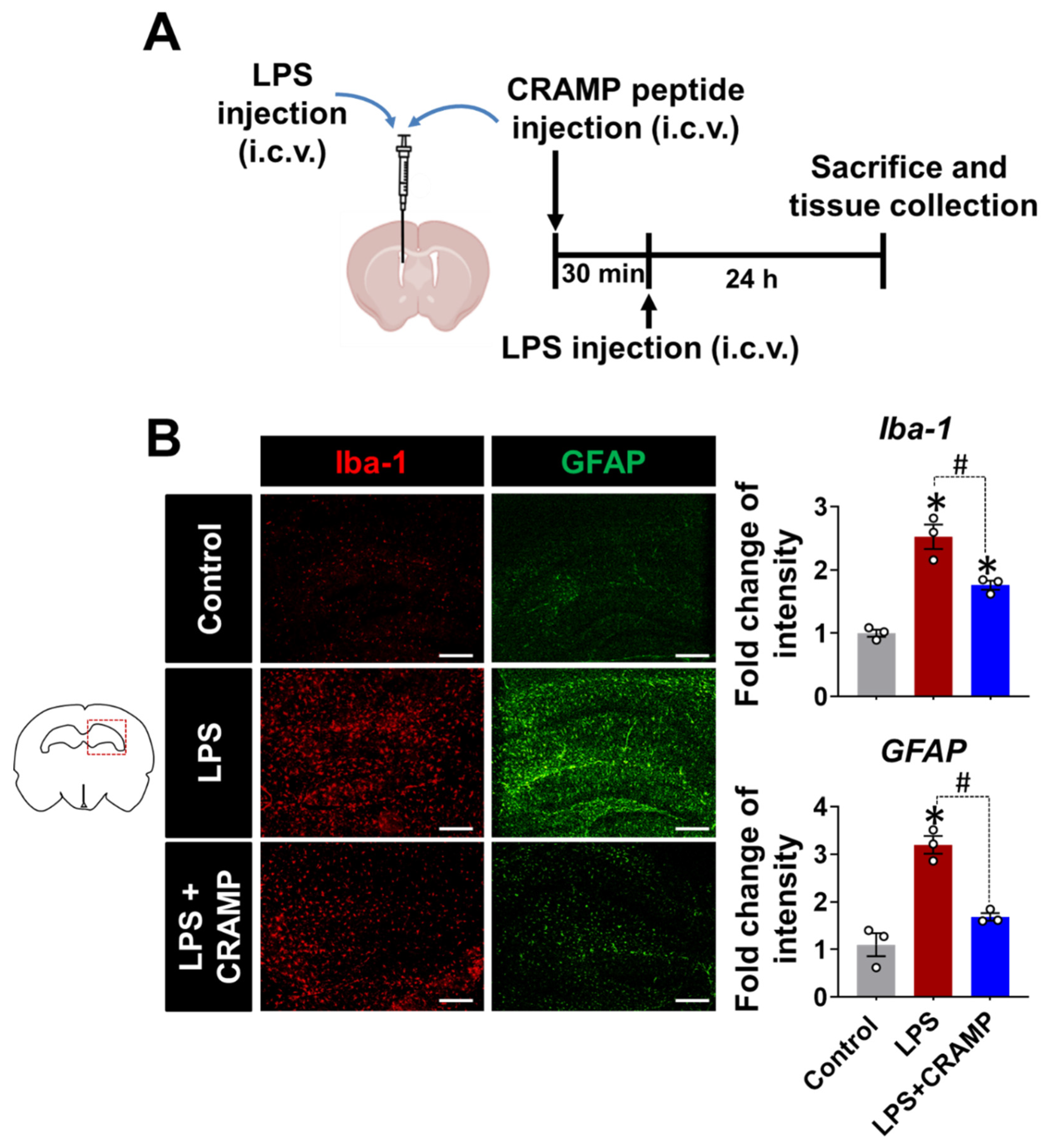 Cells 11 03886 g006 Cells 11 03886 g006