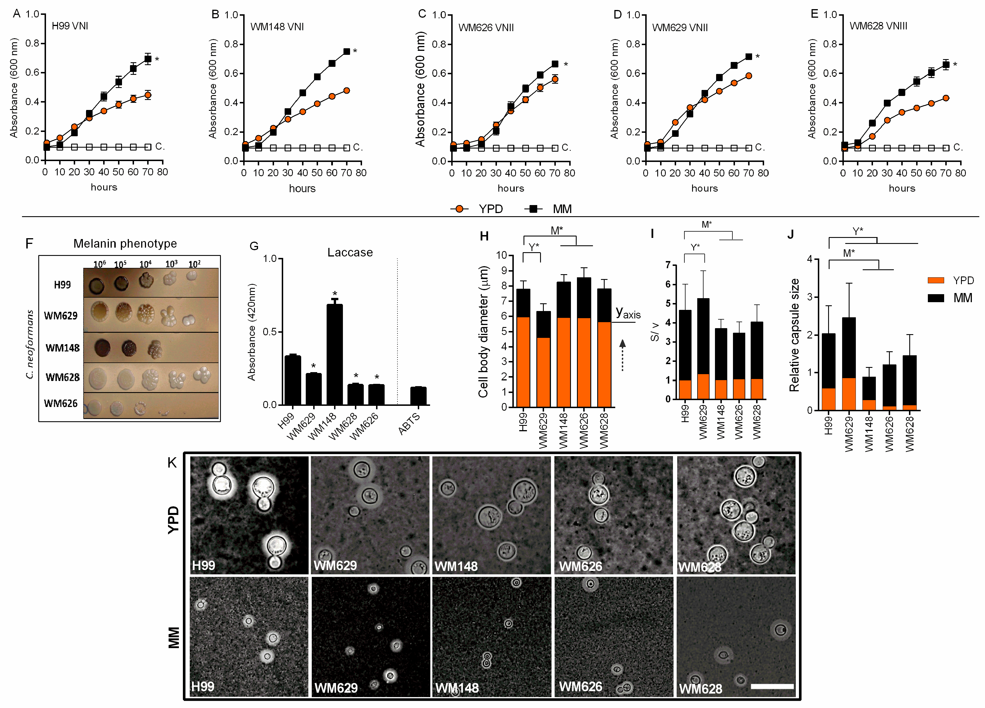 Cells 11 03896 g001 Cells 11 03896 g001