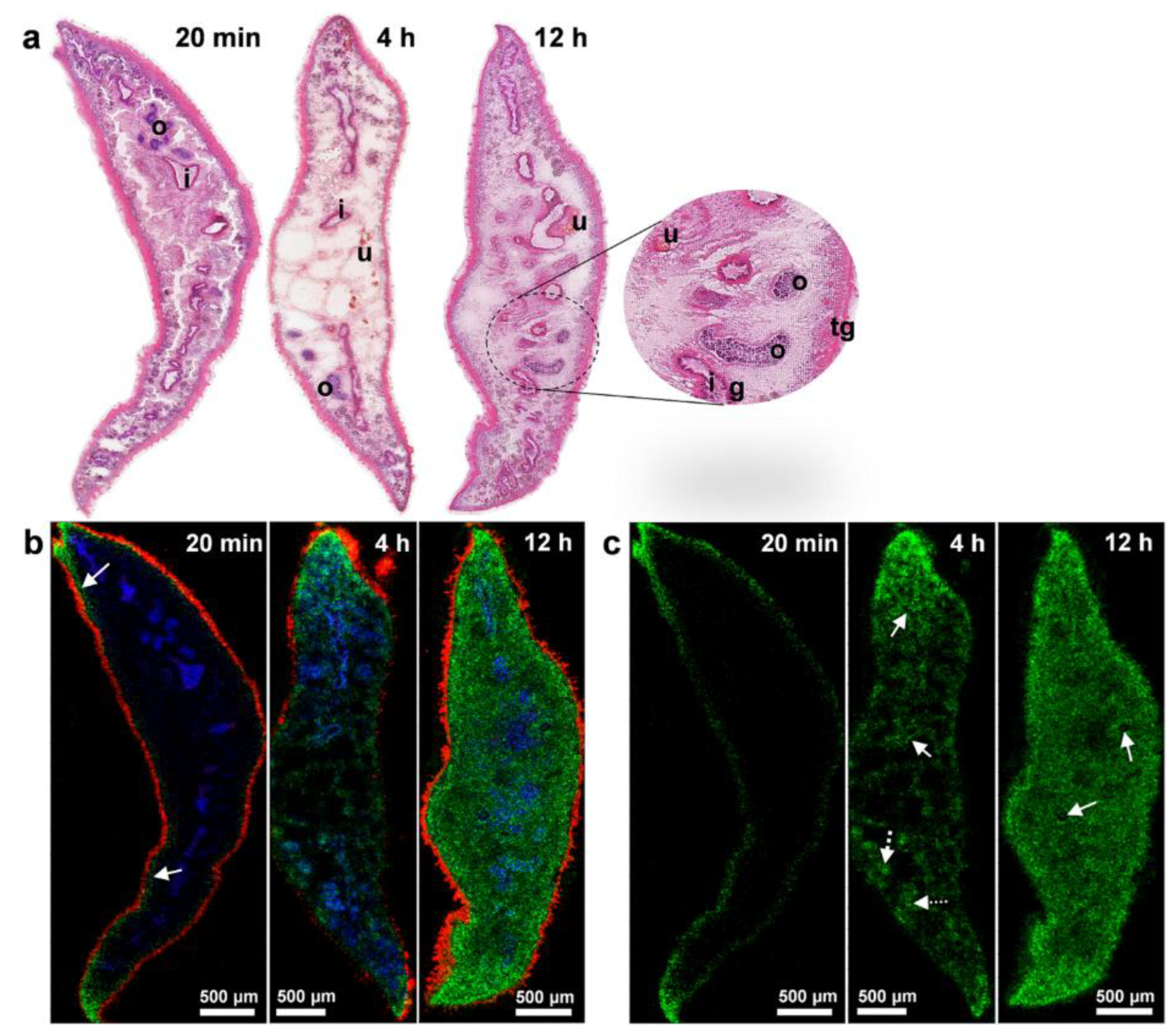 Cells 11 03900 g006 Cells 11 03900 g006