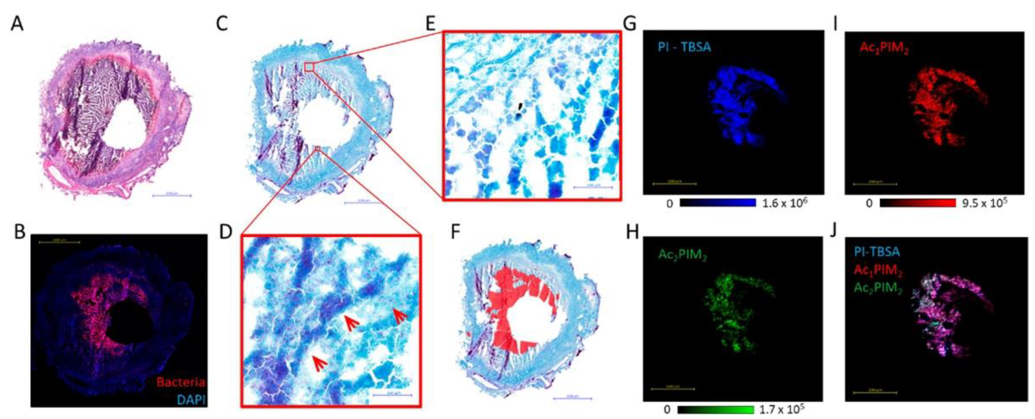 Cells 11 03900 g007 Cells 11 03900 g007