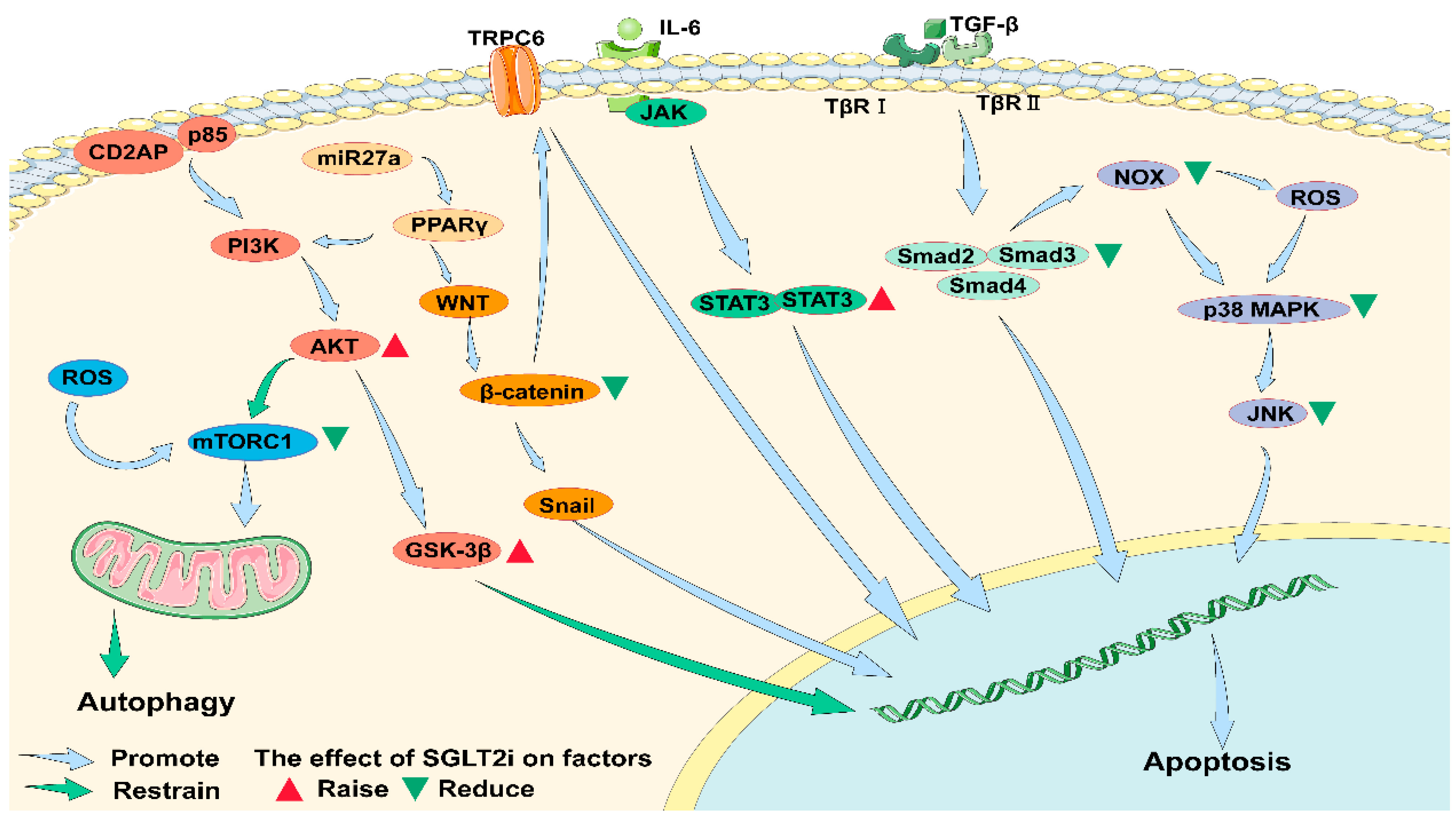 Cells | Free Full-Text | Signaling Pathways of Podocyte Injury in