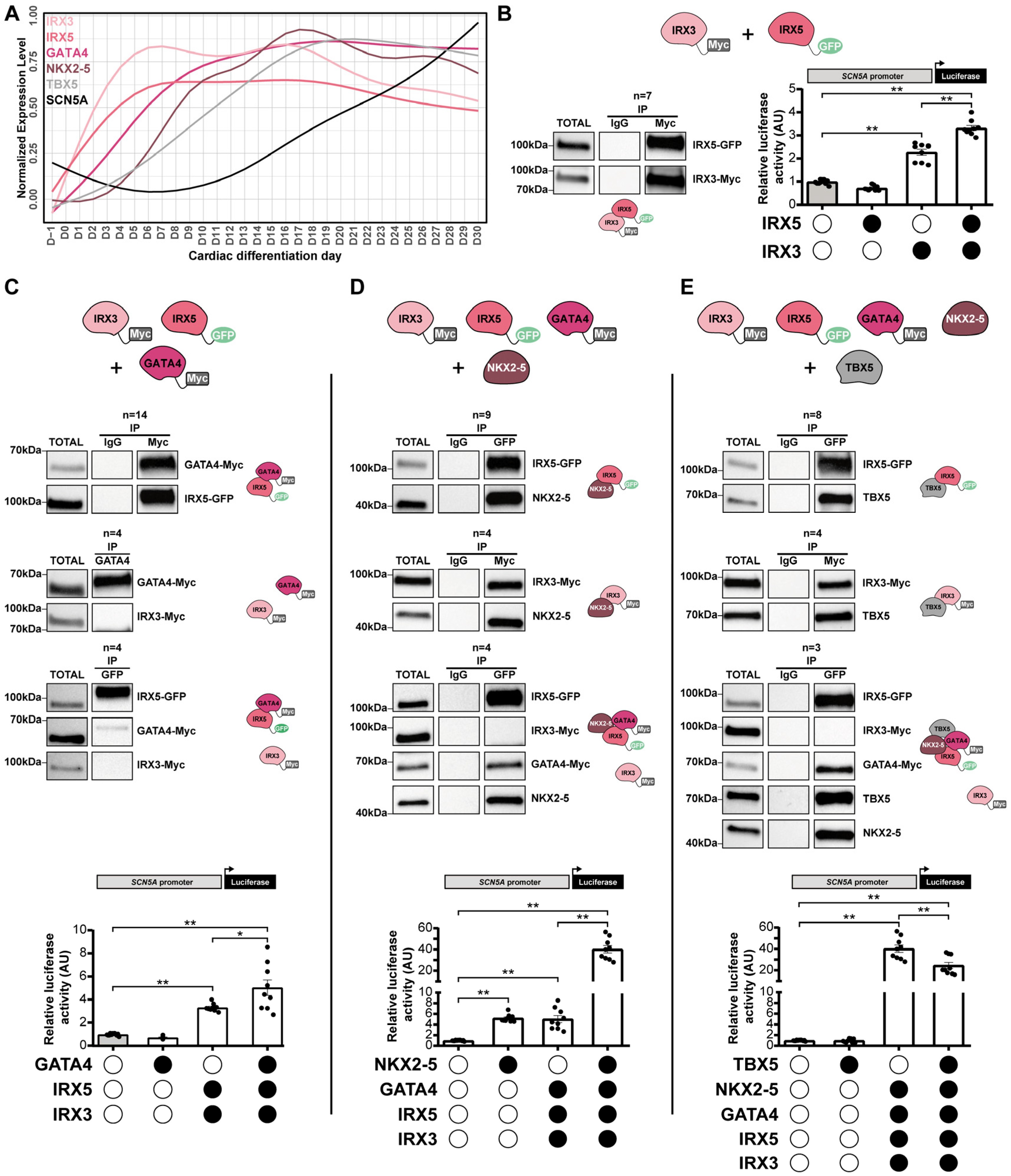 Cells 11 03915 g006 Cells 11 03915 g006
