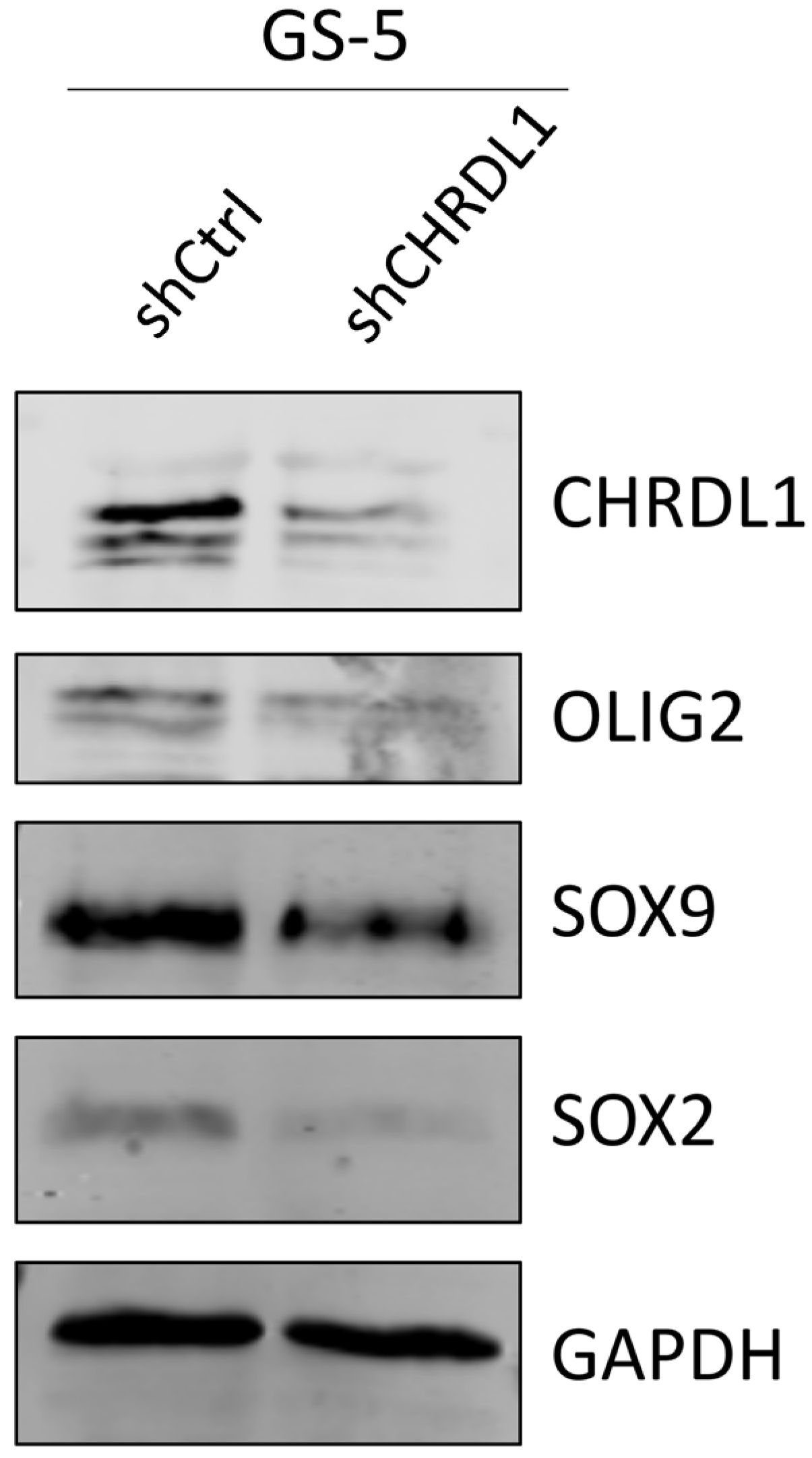 Cells 11 03917 g005 Cells 11 03917 g005