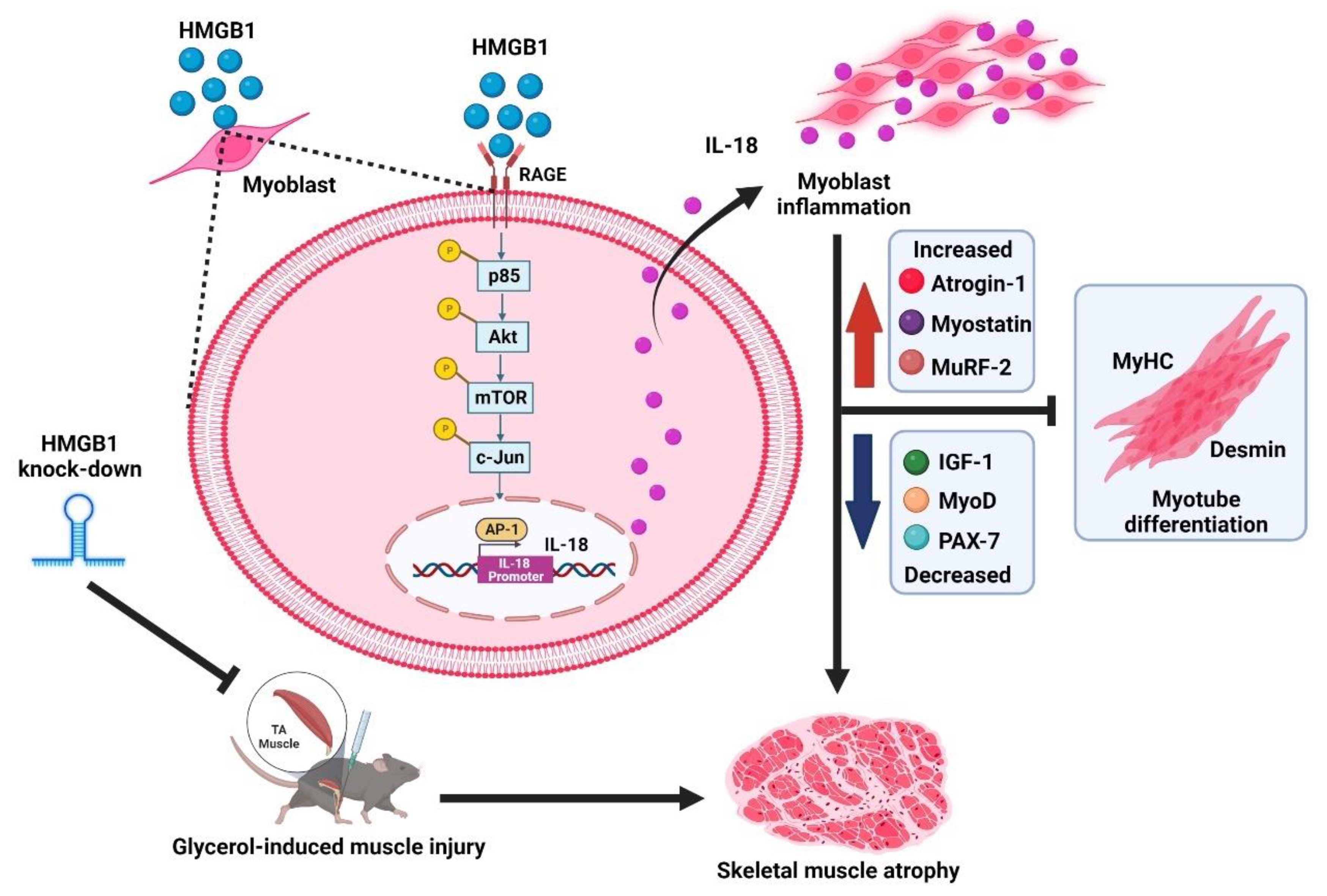 Cells 11 03936 g007 Cells 11 03936 g007