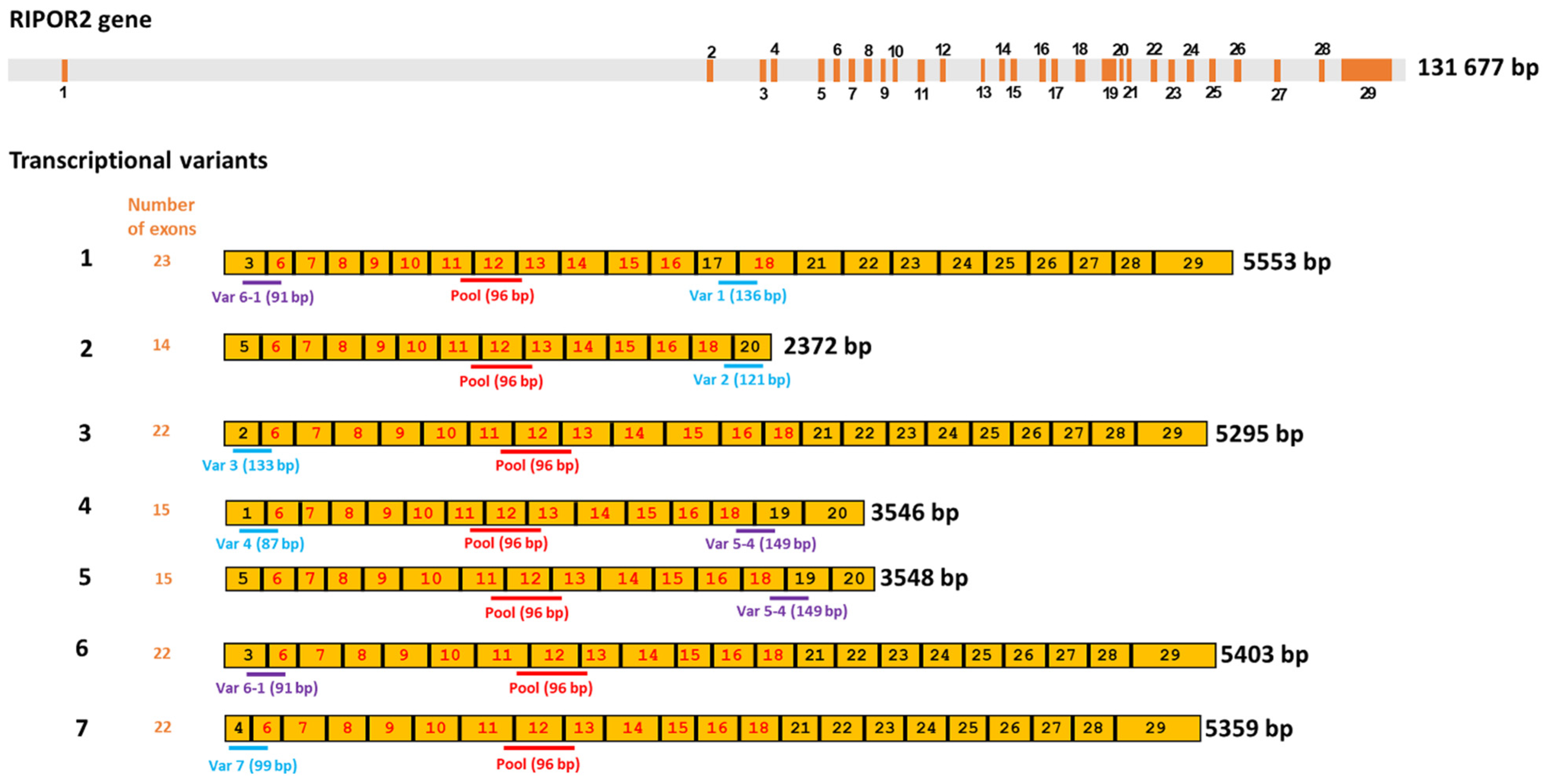 Cells 11 03942 g008 Cells 11 03942 g008