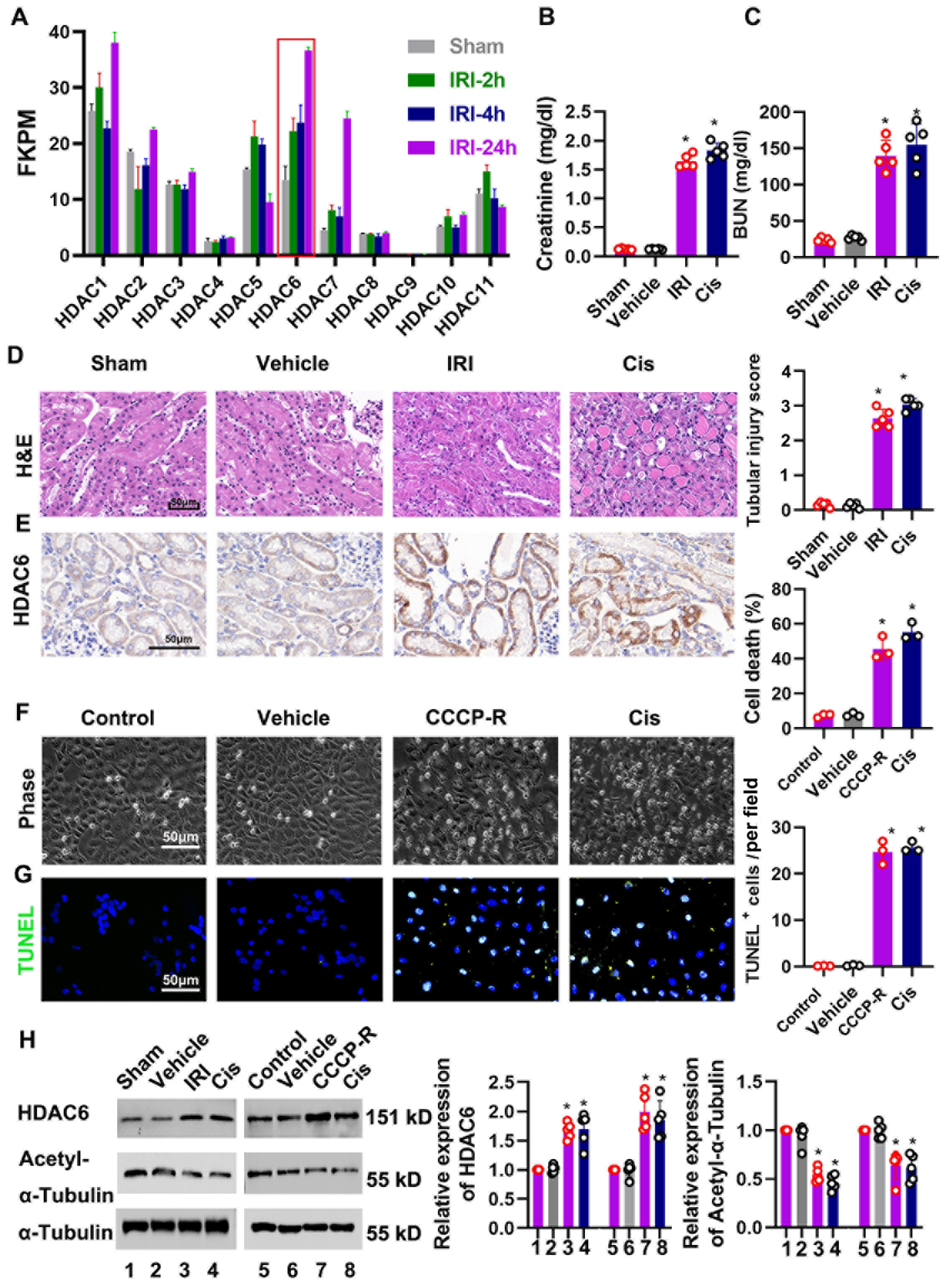 Cells 11 03951 g001 Cells 11 03951 g001