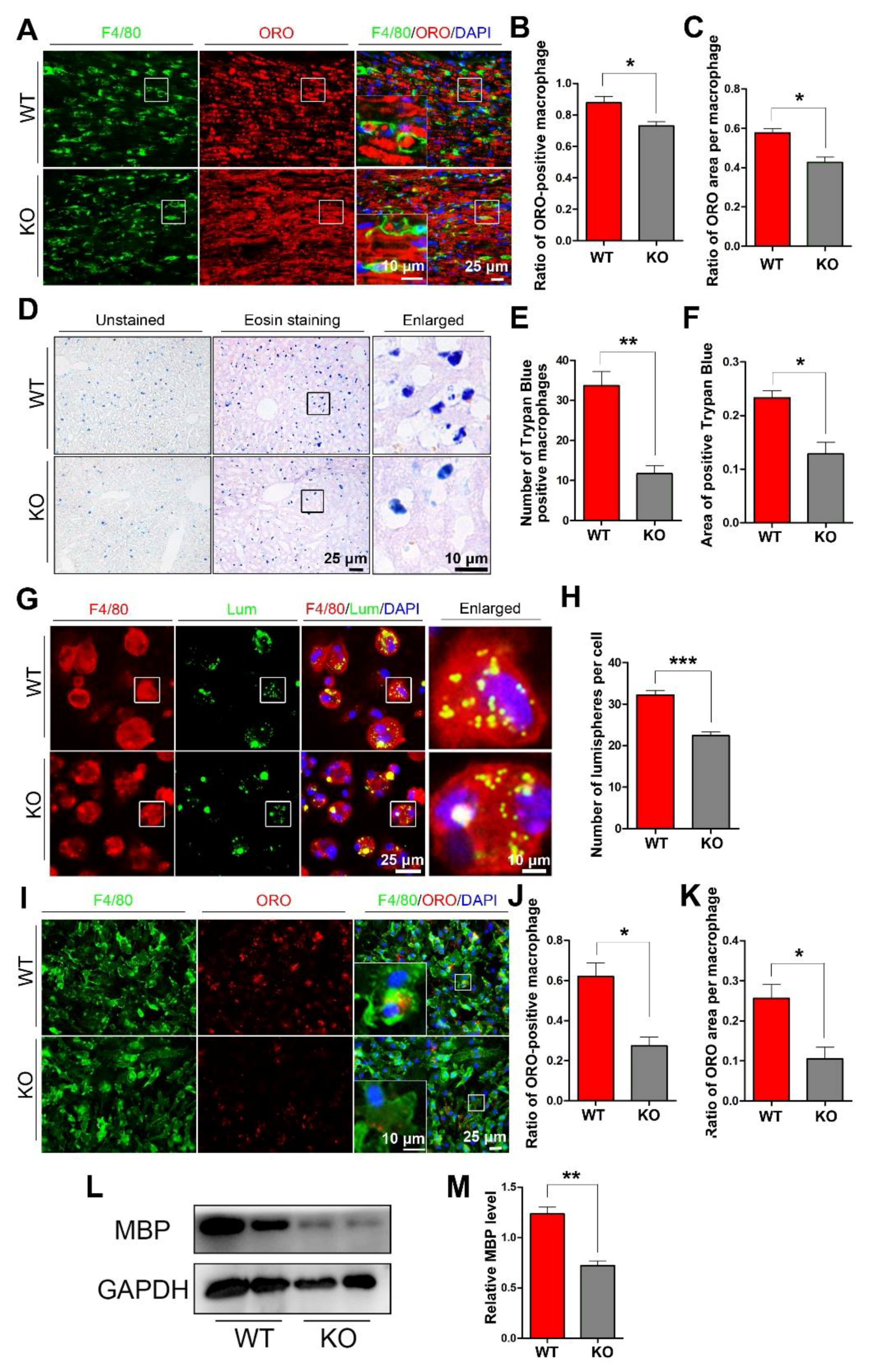 Cells | Free Full-Text | miR-301a Deficiency Attenuates the 