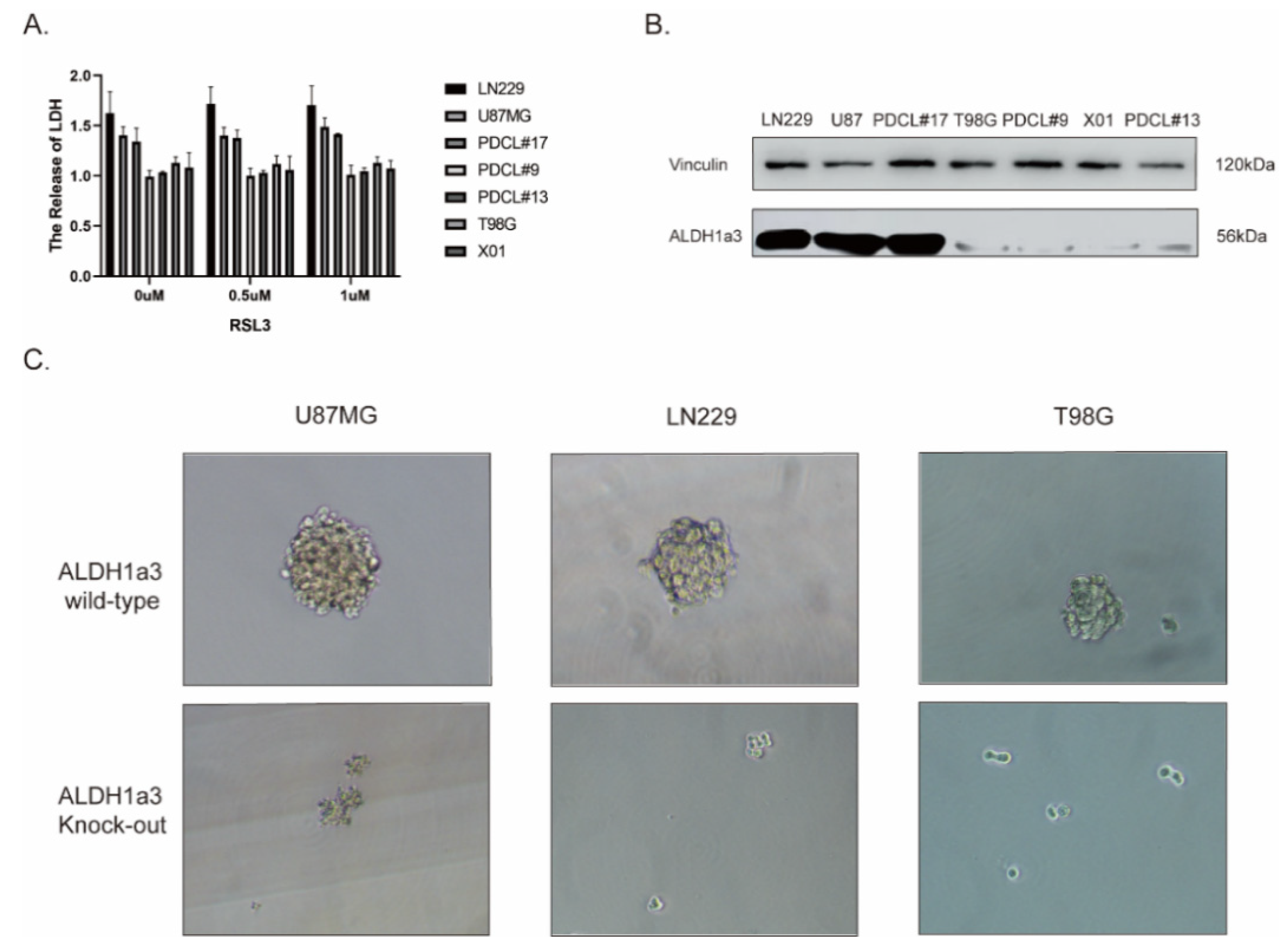Cells 11 04015 g002 Cells 11 04015 g002