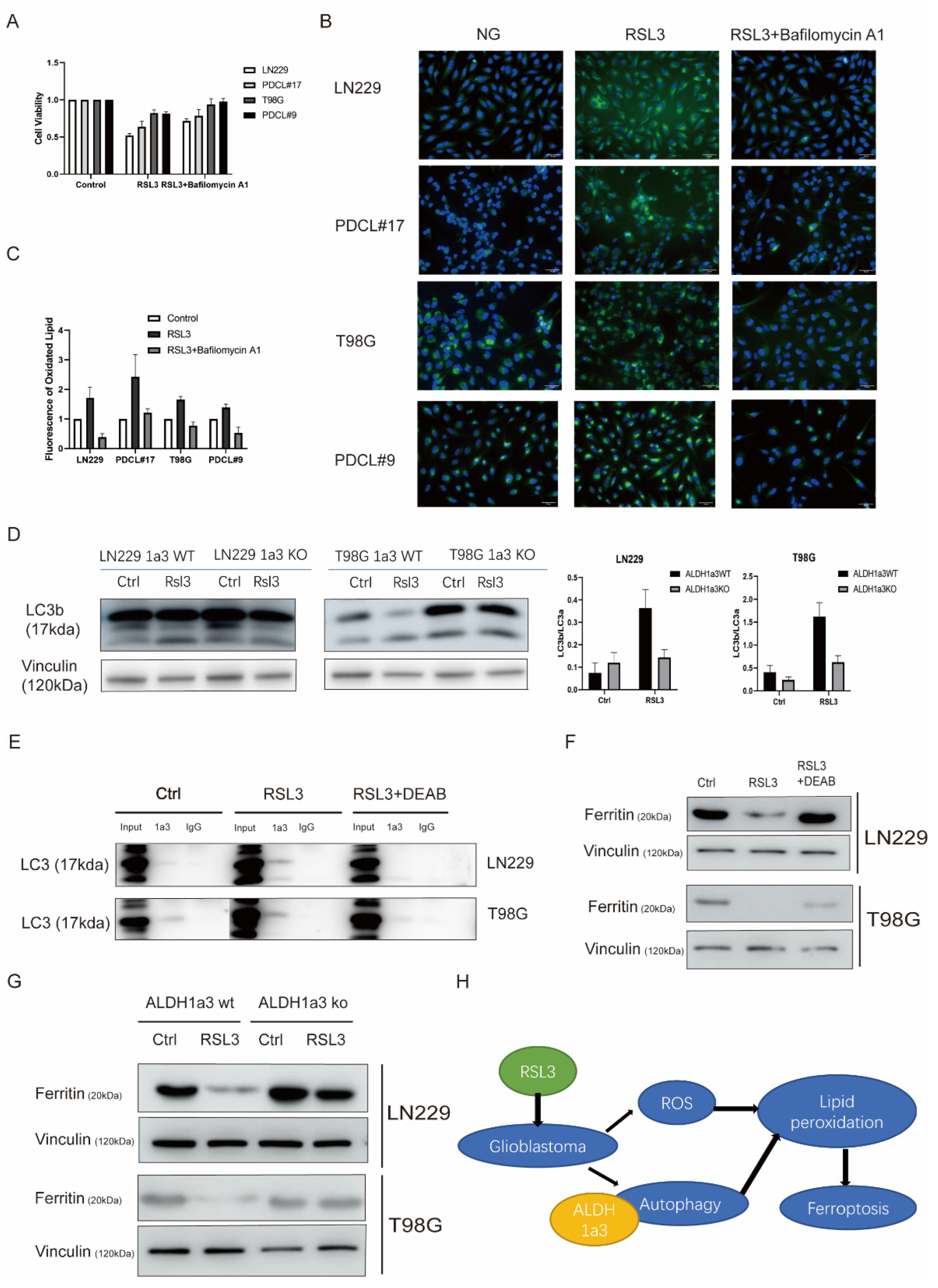 Cells 11 04015 g004 Cells 11 04015 g004