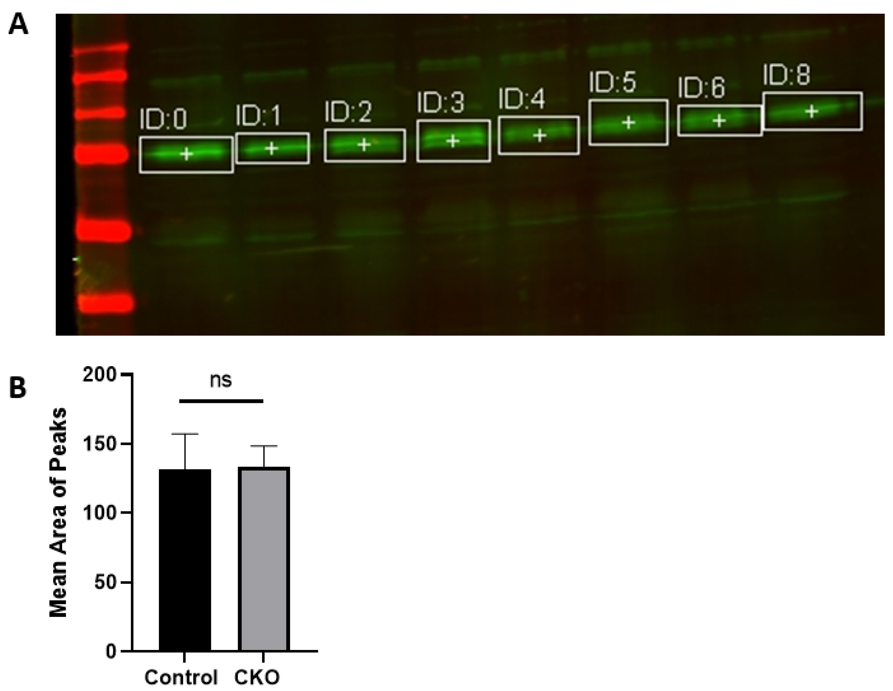 Menin protein protects against aging and cognitive decline