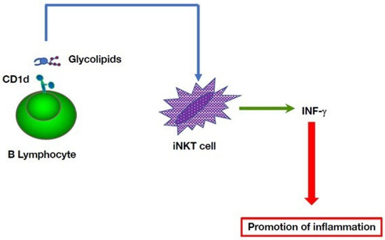 PDF) Prevalence of Immunological Defects in a Cohort of 97 Rubinstein–Taybi  Syndrome Patients