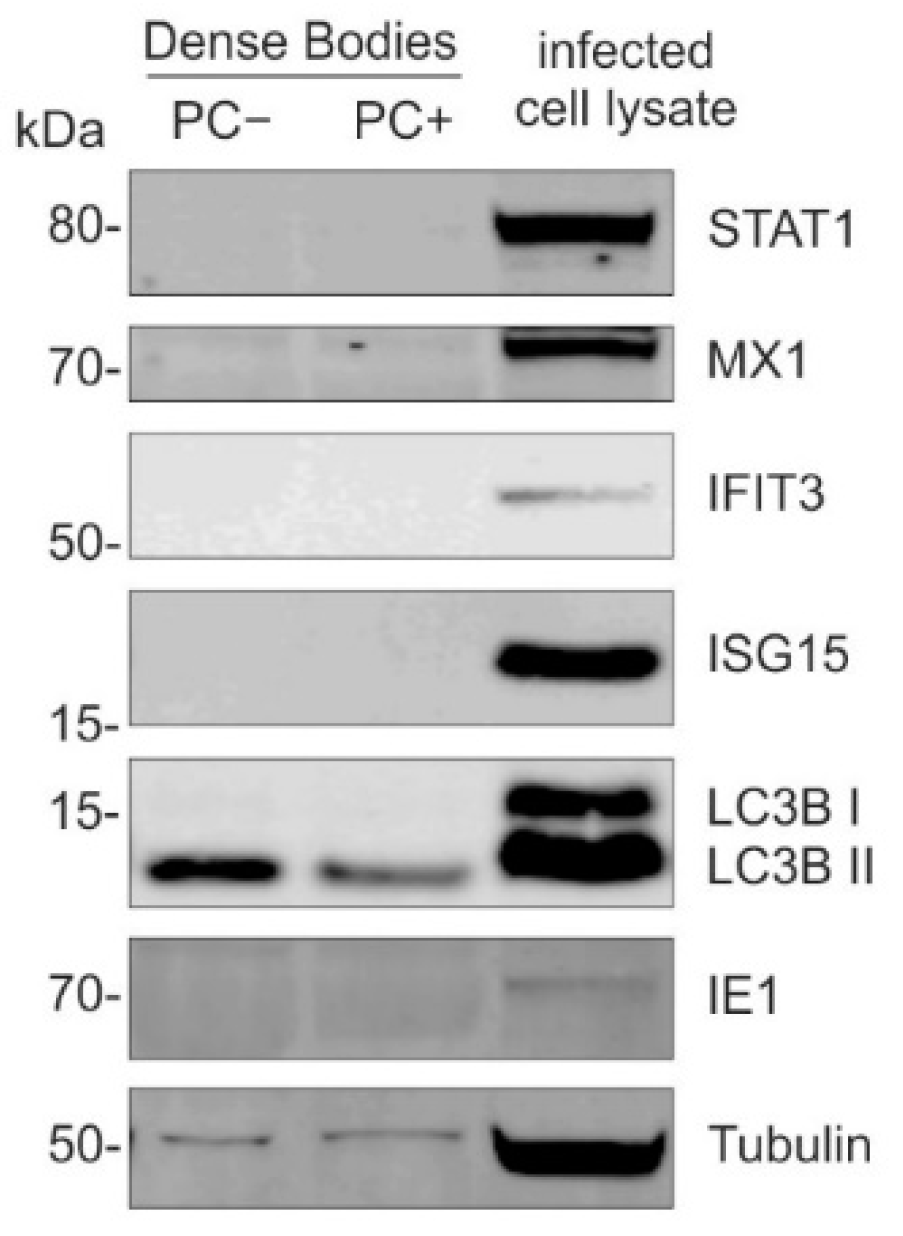 Cells 11 04028 g004 Cells 11 04028 g004