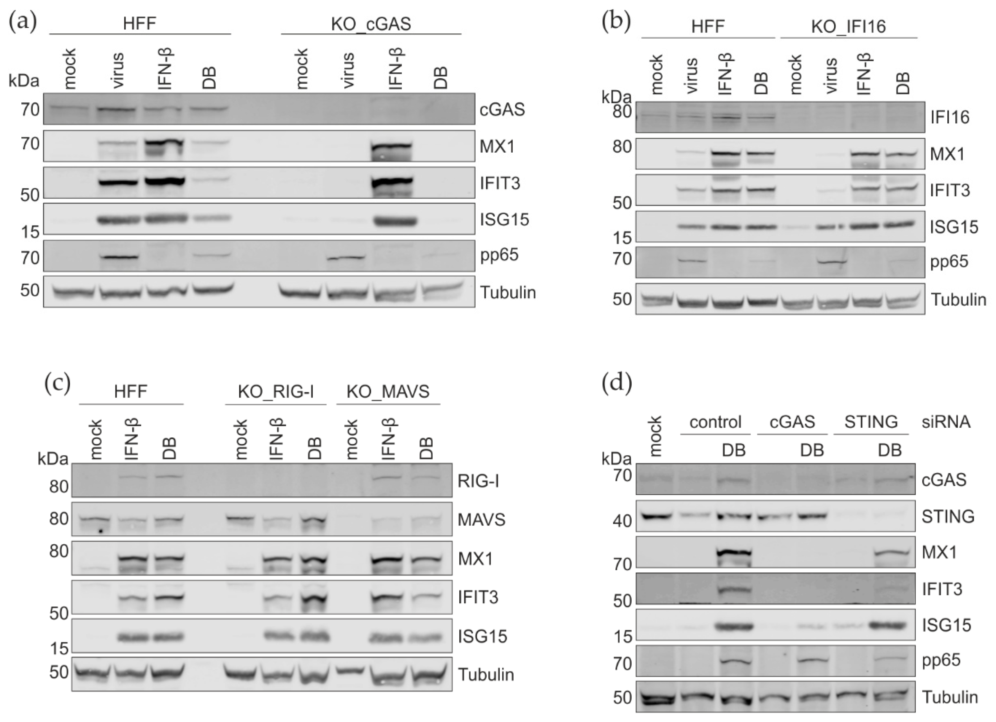 Cells 11 04028 g008 Cells 11 04028 g008
