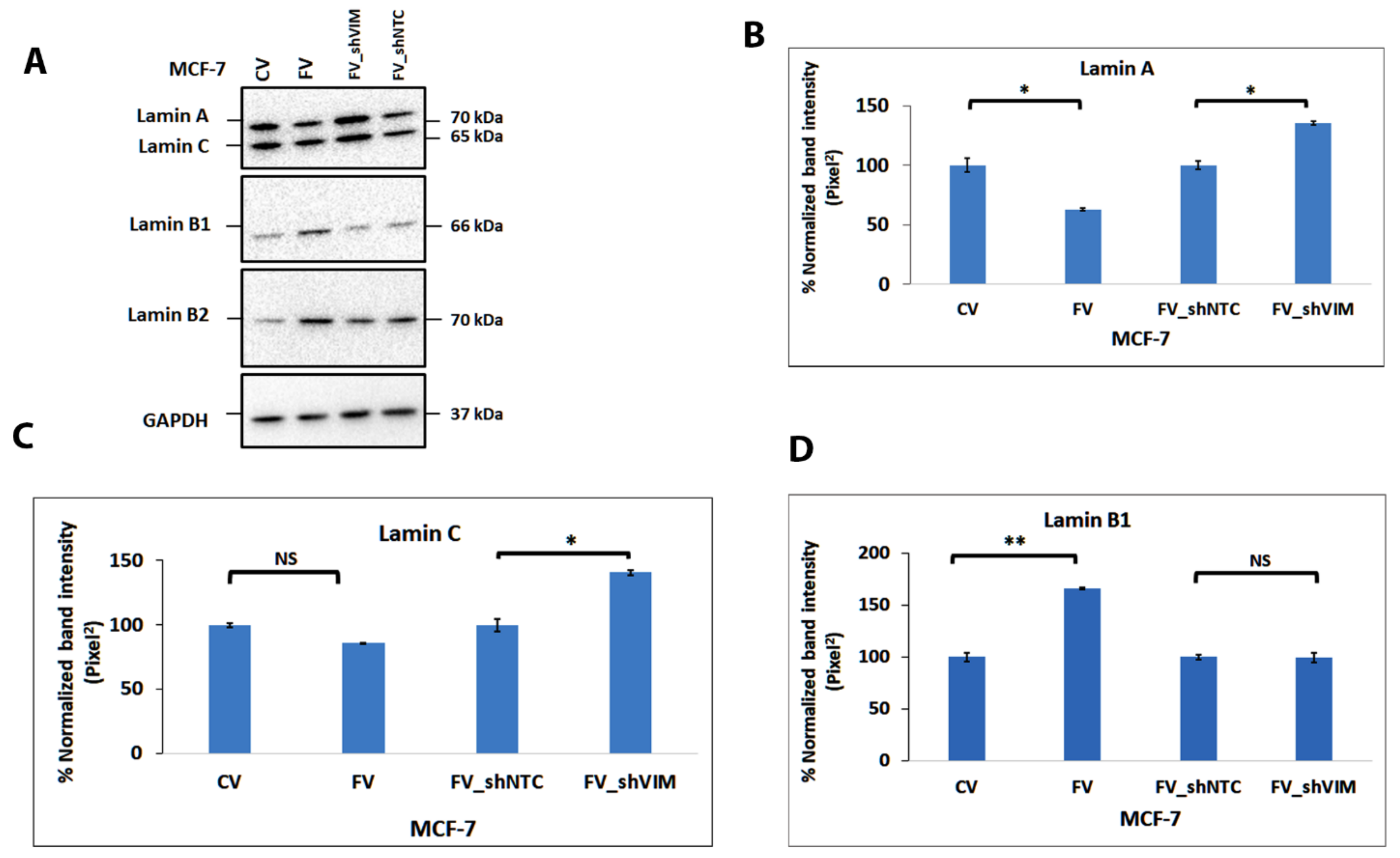 Cells 11 04035 g007a
