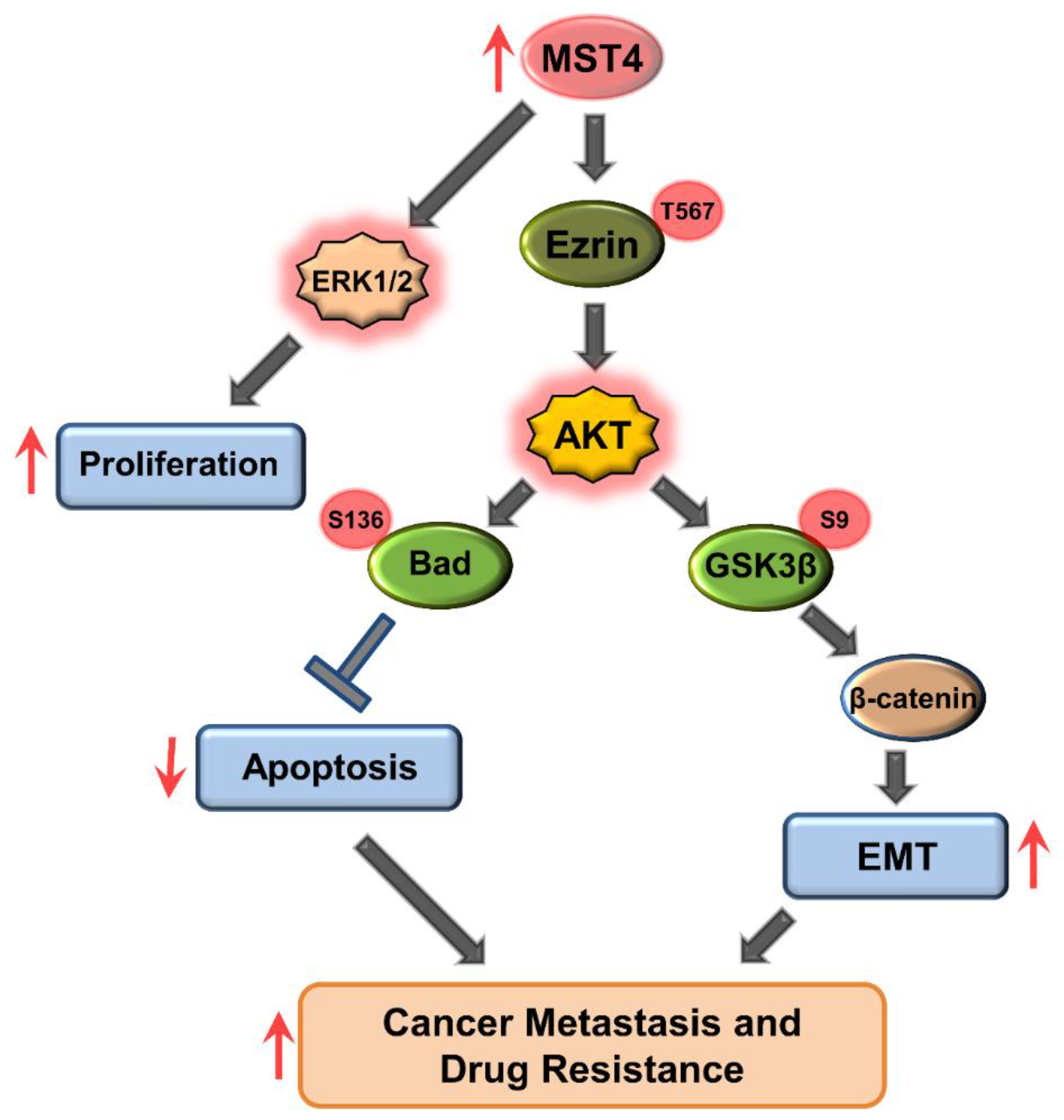 Cells 11 04057 g007 Cells 11 04057 g007