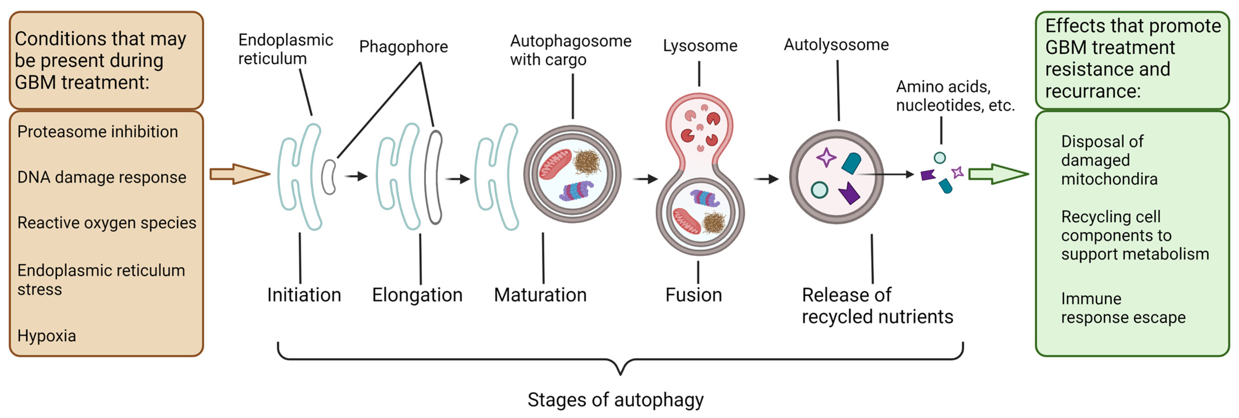 Cells 11 04063 g002 Cells 11 04063 g002