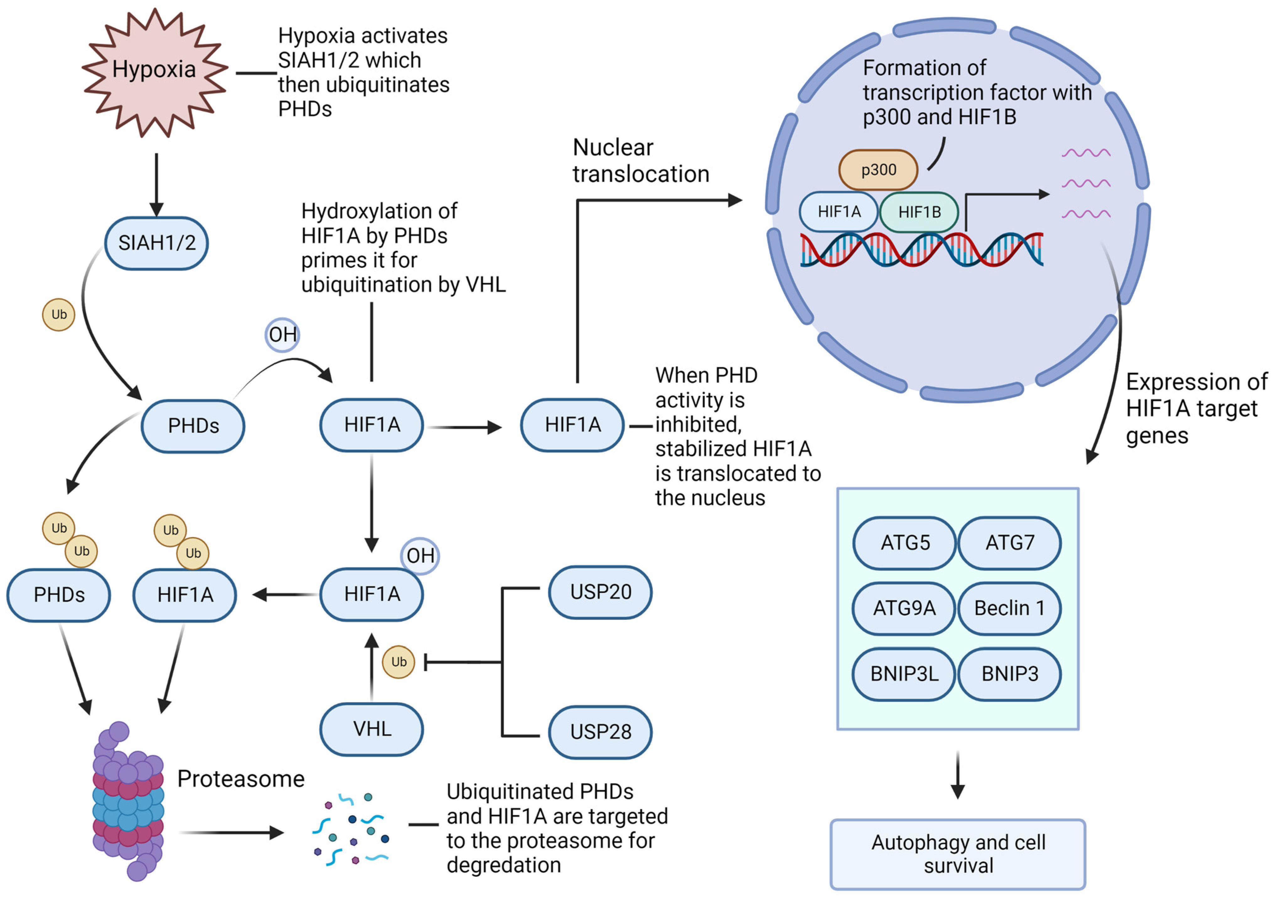 Cells 11 04063 g004 Cells 11 04063 g004