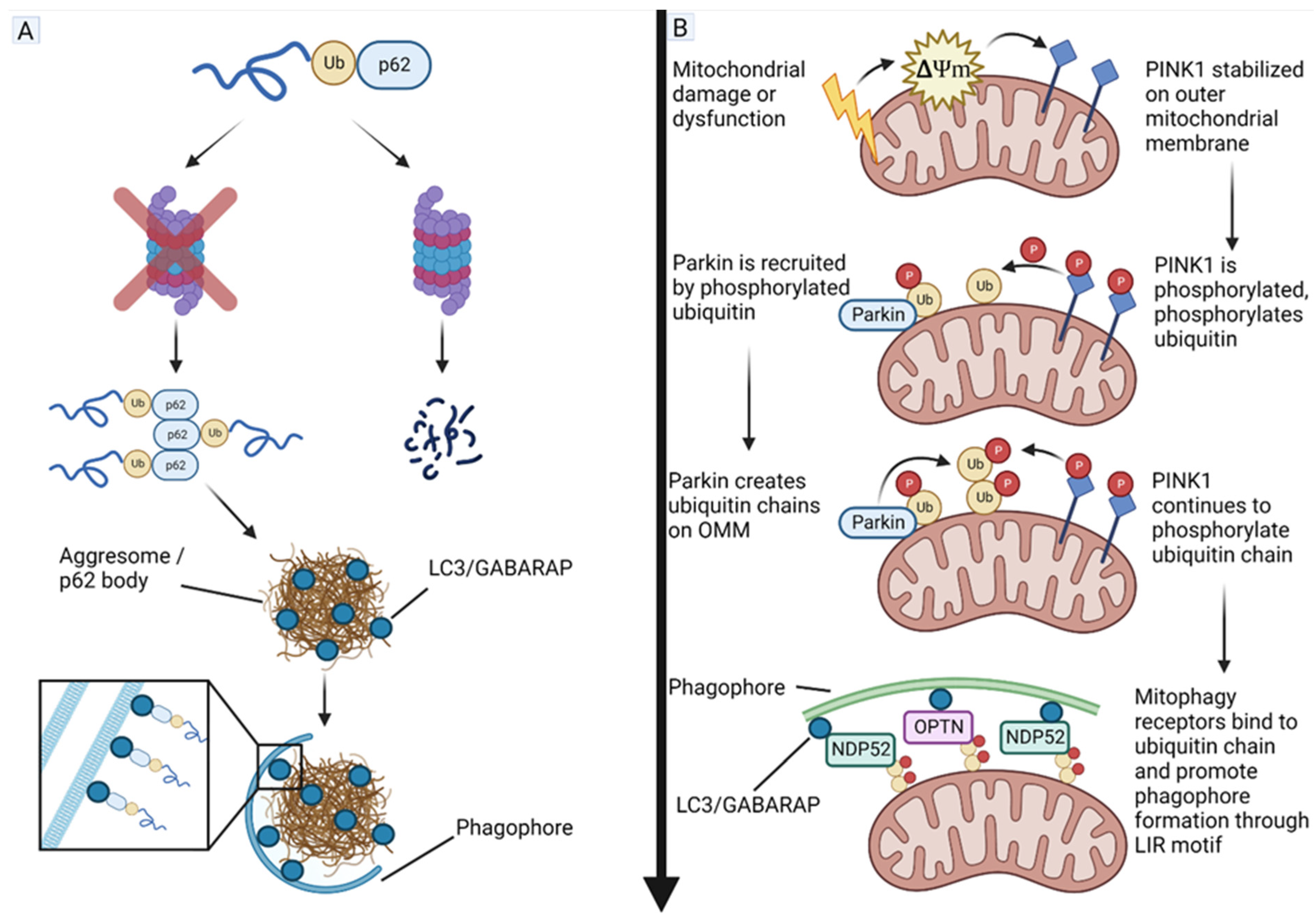Cells 11 04063 g005 Cells 11 04063 g005