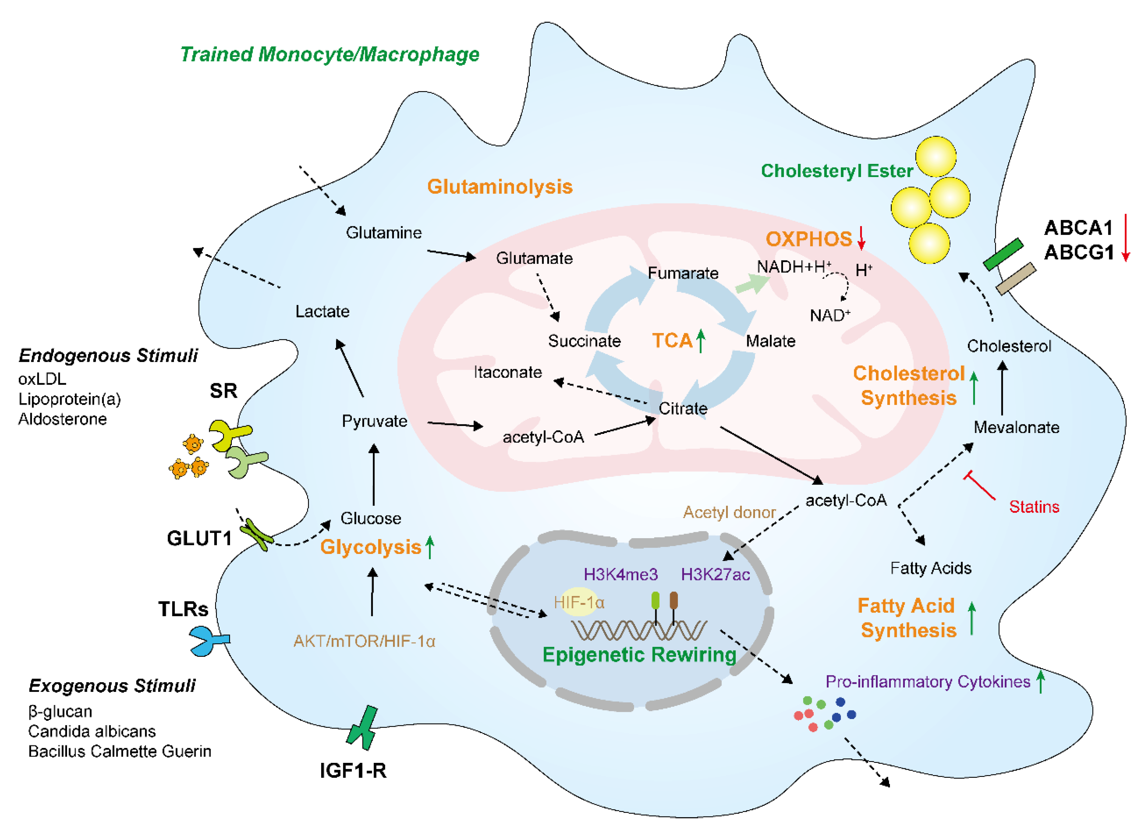 Cells 11 04072 g002 Cells 11 04072 g002