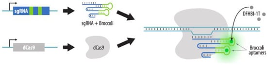 Cells | Free Full-Text | Visualizing the Genome: Experimental ...