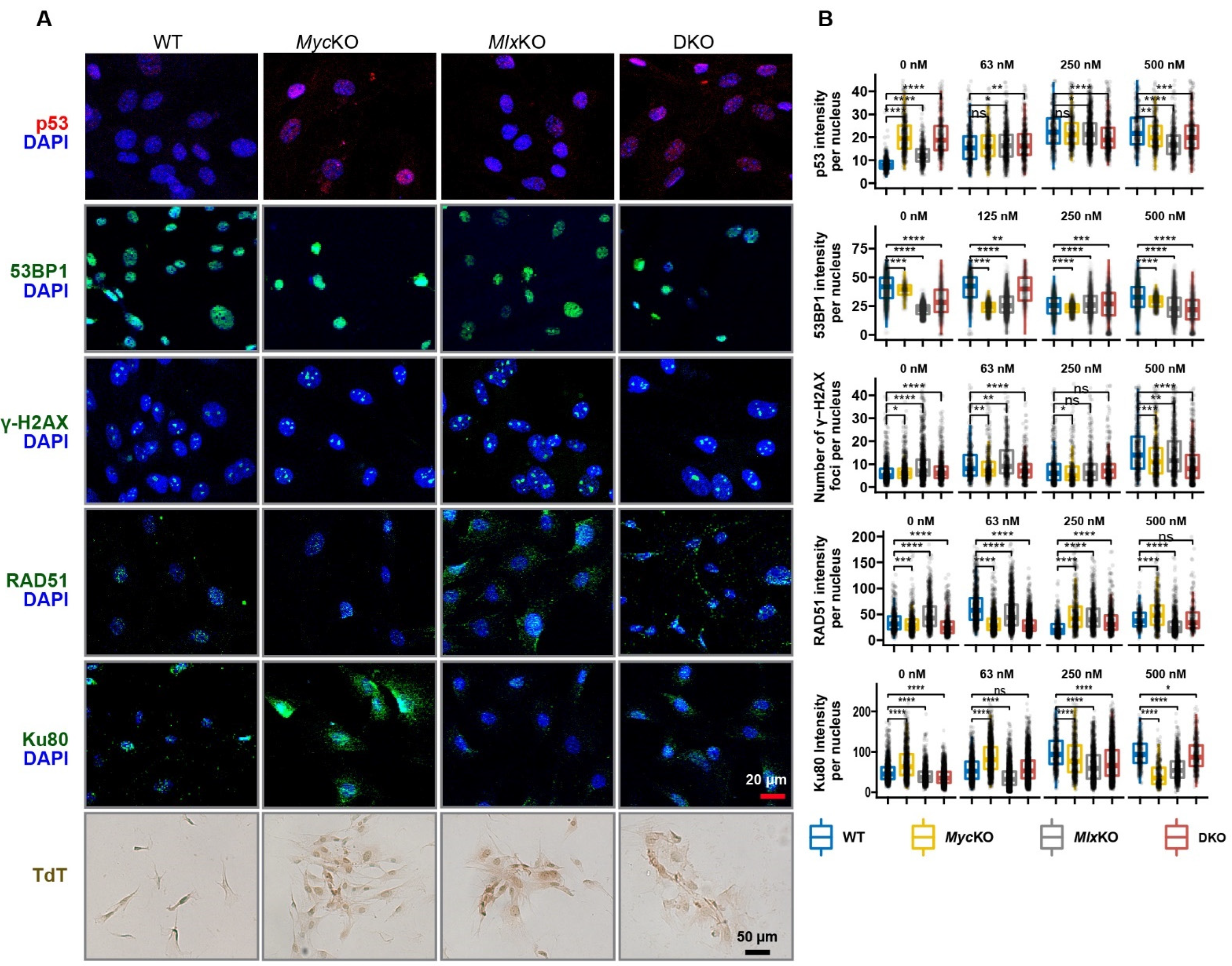 Cells 11 04087 g006 Cells 11 04087 g006