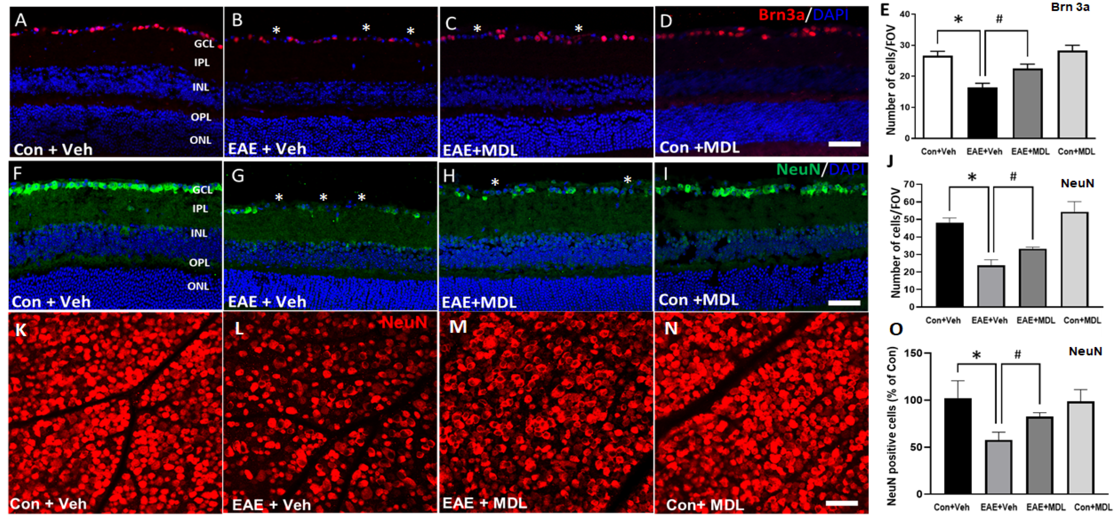 Cells 11 04100 g003 Cells 11 04100 g003