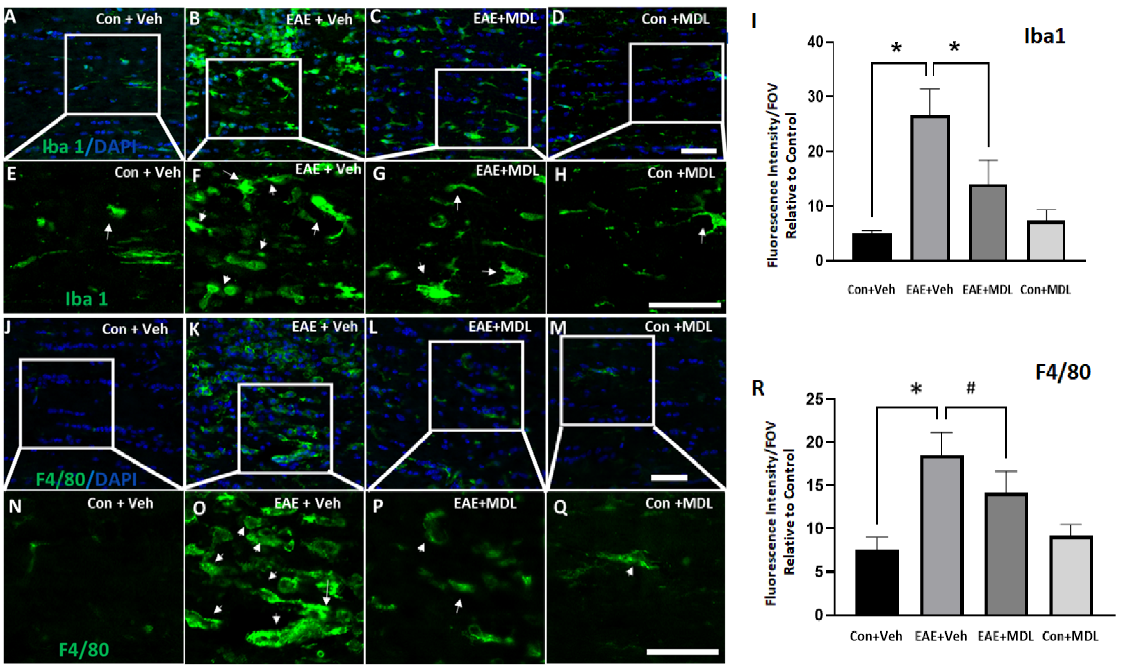 Cells 11 04100 g007 Cells 11 04100 g007