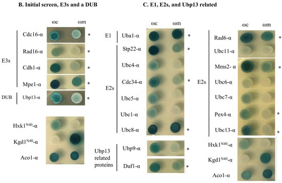 Cells | Free Full-Text | Ubiquitination Occurs In The Mitochondrial ...