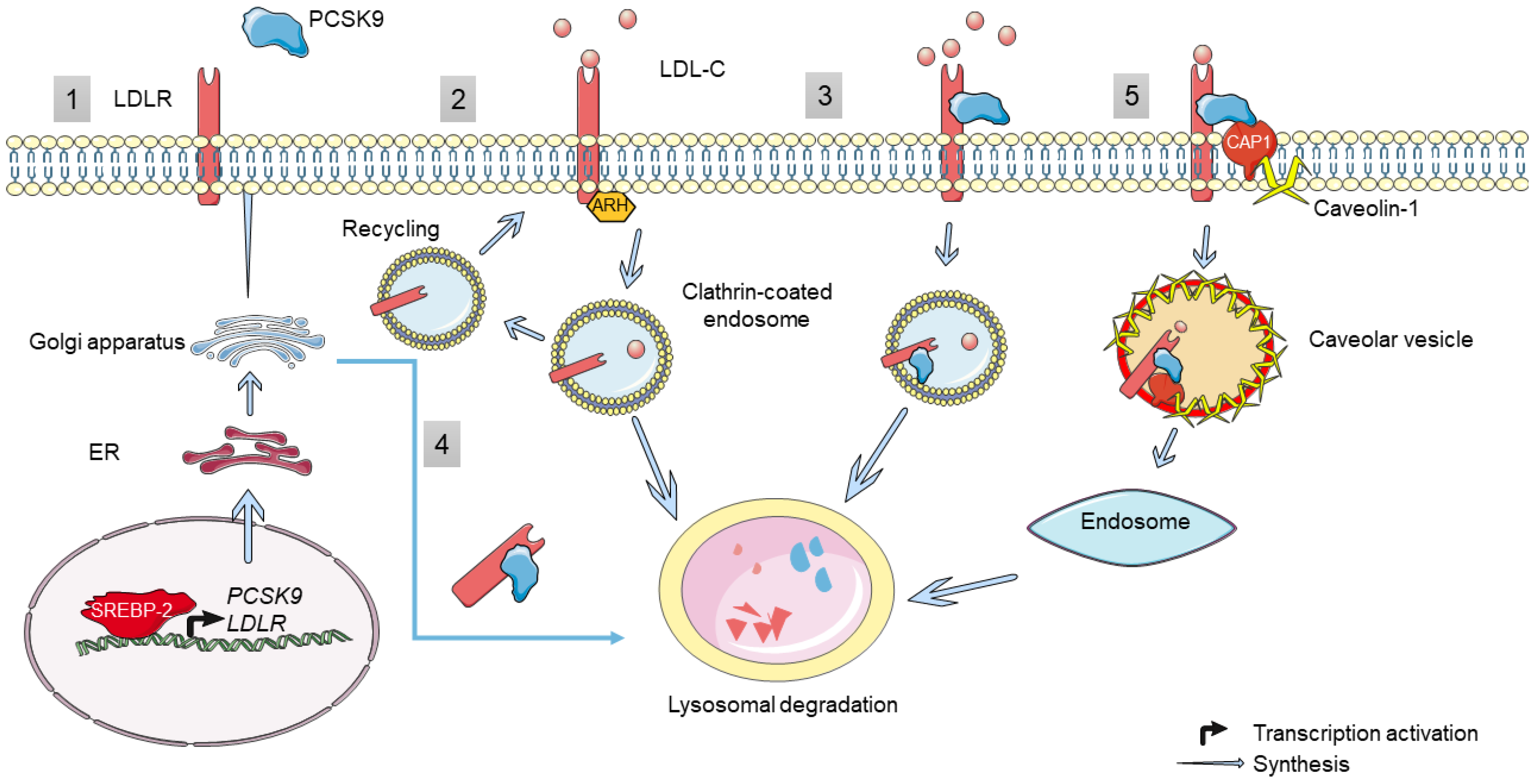 Cells Free Full Text Pcsk9 In Liver Cancers At The Crossroads Between Lipid Metabolism And 1346