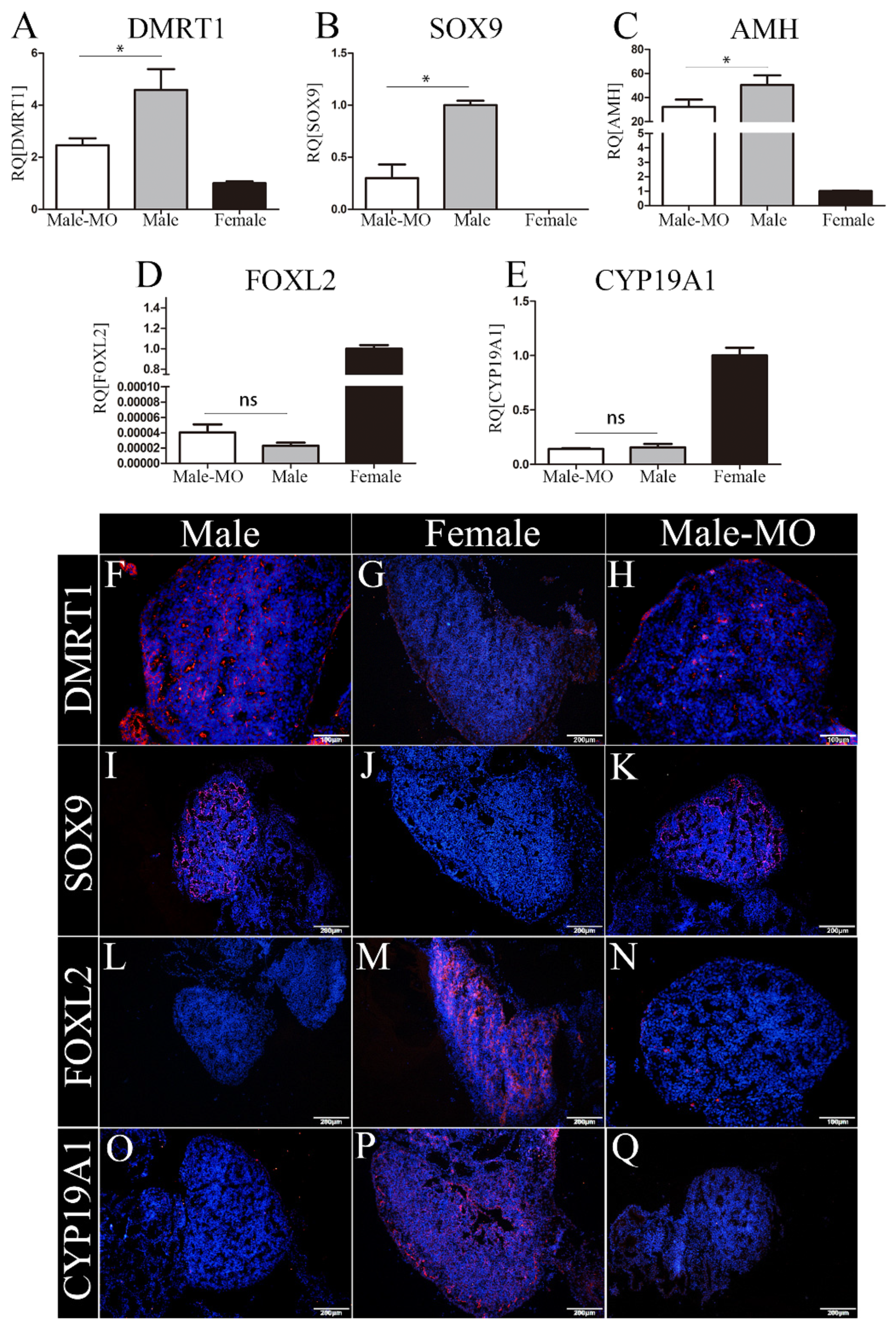 Cholestasis Alters miR-34c-5p Expression in the Testes of Male