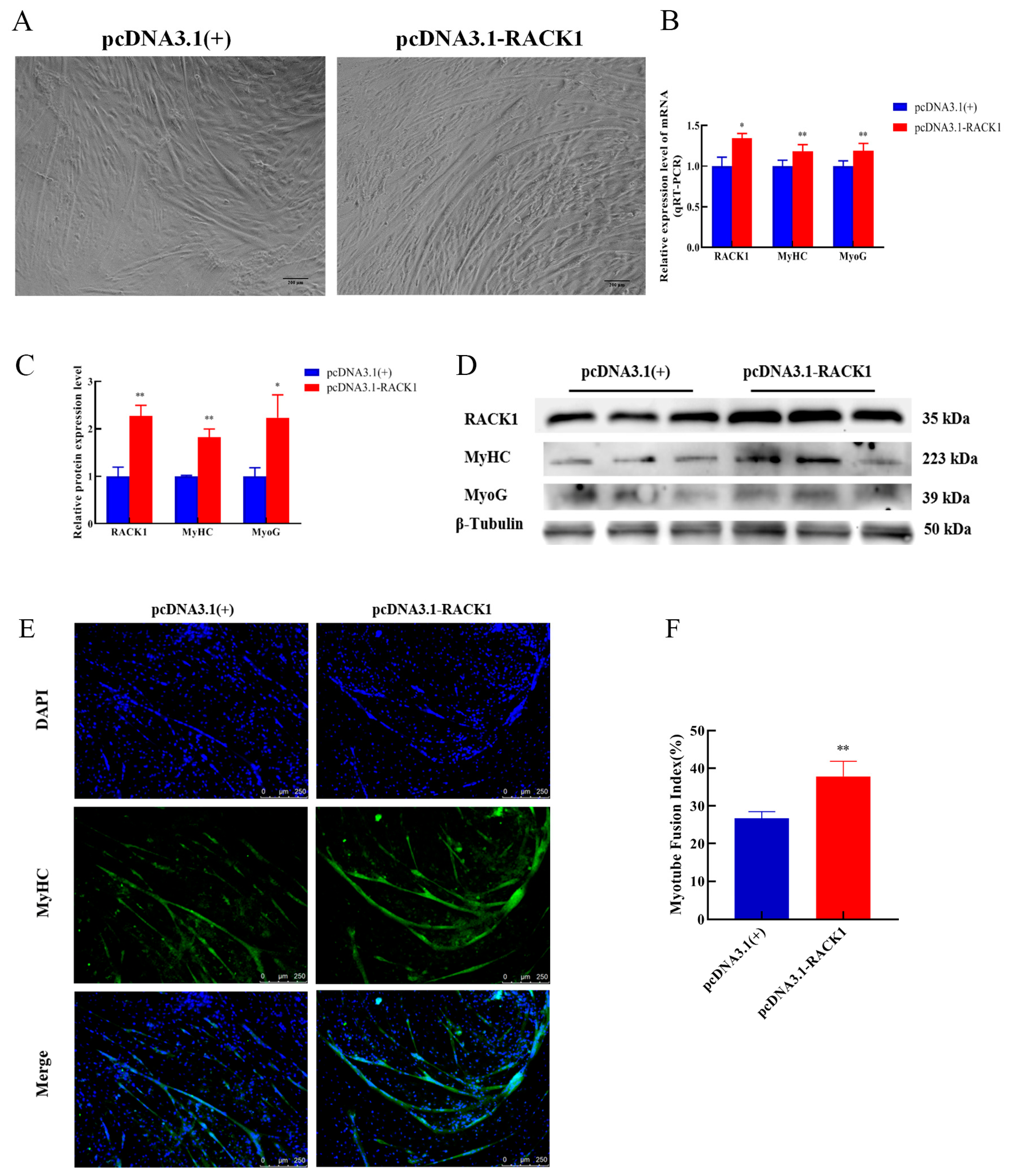Cells 12 00059 g006 Cells 12 00059 g006