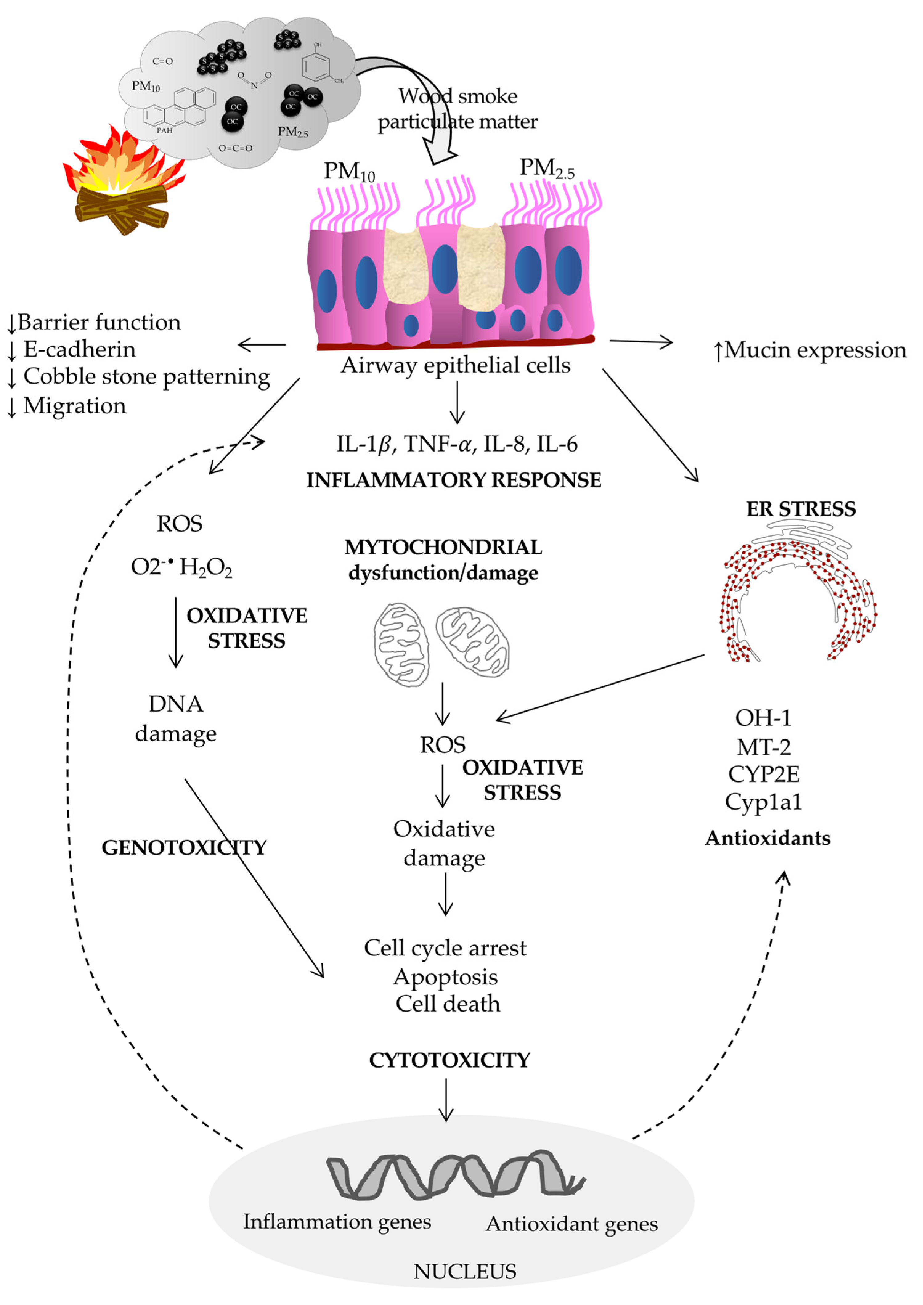Cells | Free Full-Text | Mechanisms of Lung Damage and Development of COPD  Due to Household Biomass-Smoke Exposure: Inflammation, Oxidative Stress,  MicroRNAs, and Gene Polymorphisms