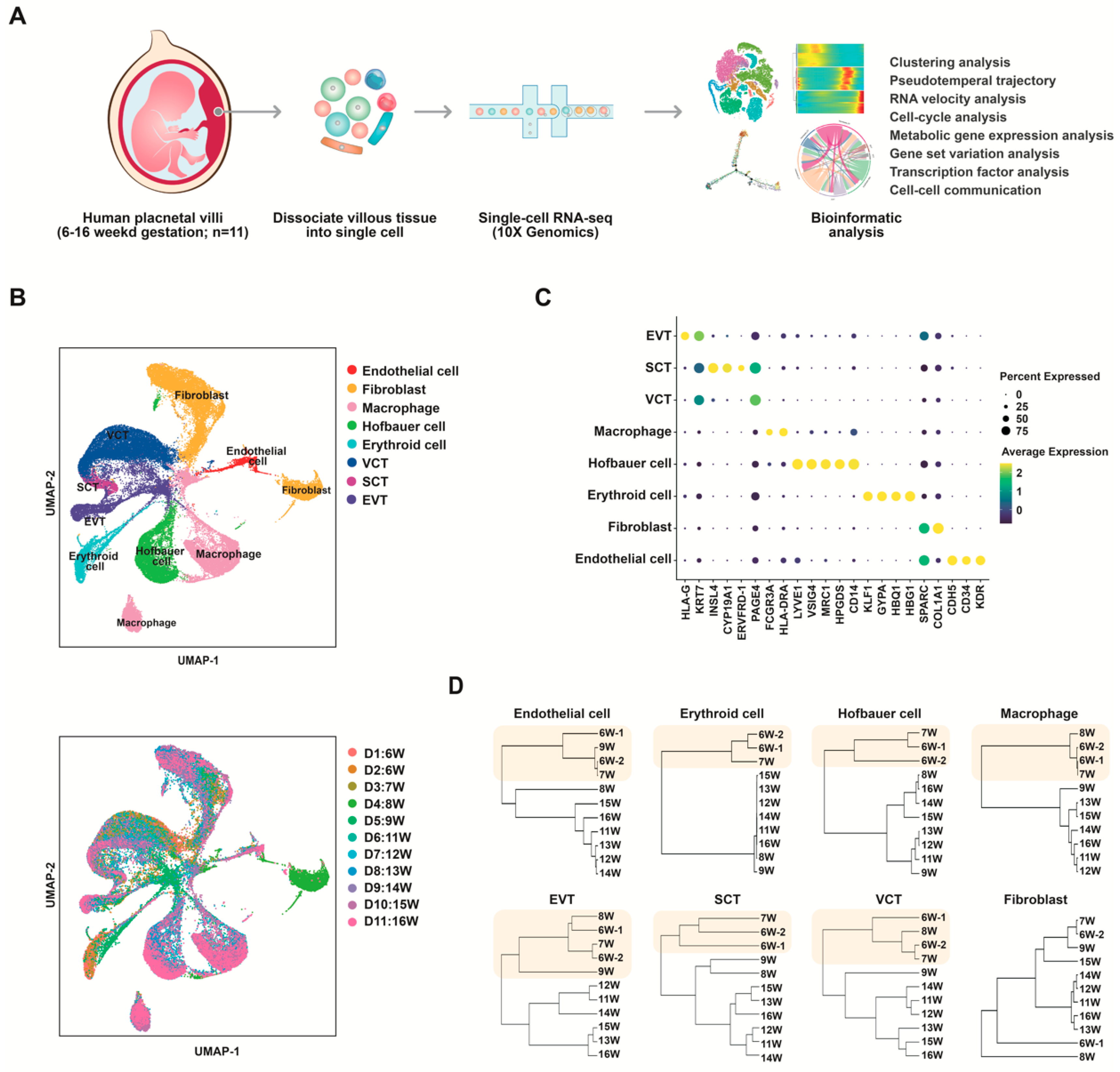 Cells 12 00087 g001 Cells 12 00087 g001