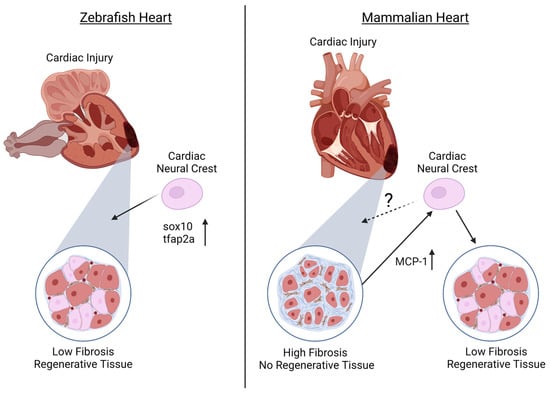 Criss-cross heart : how a shortage of cells affects the shape of the heart