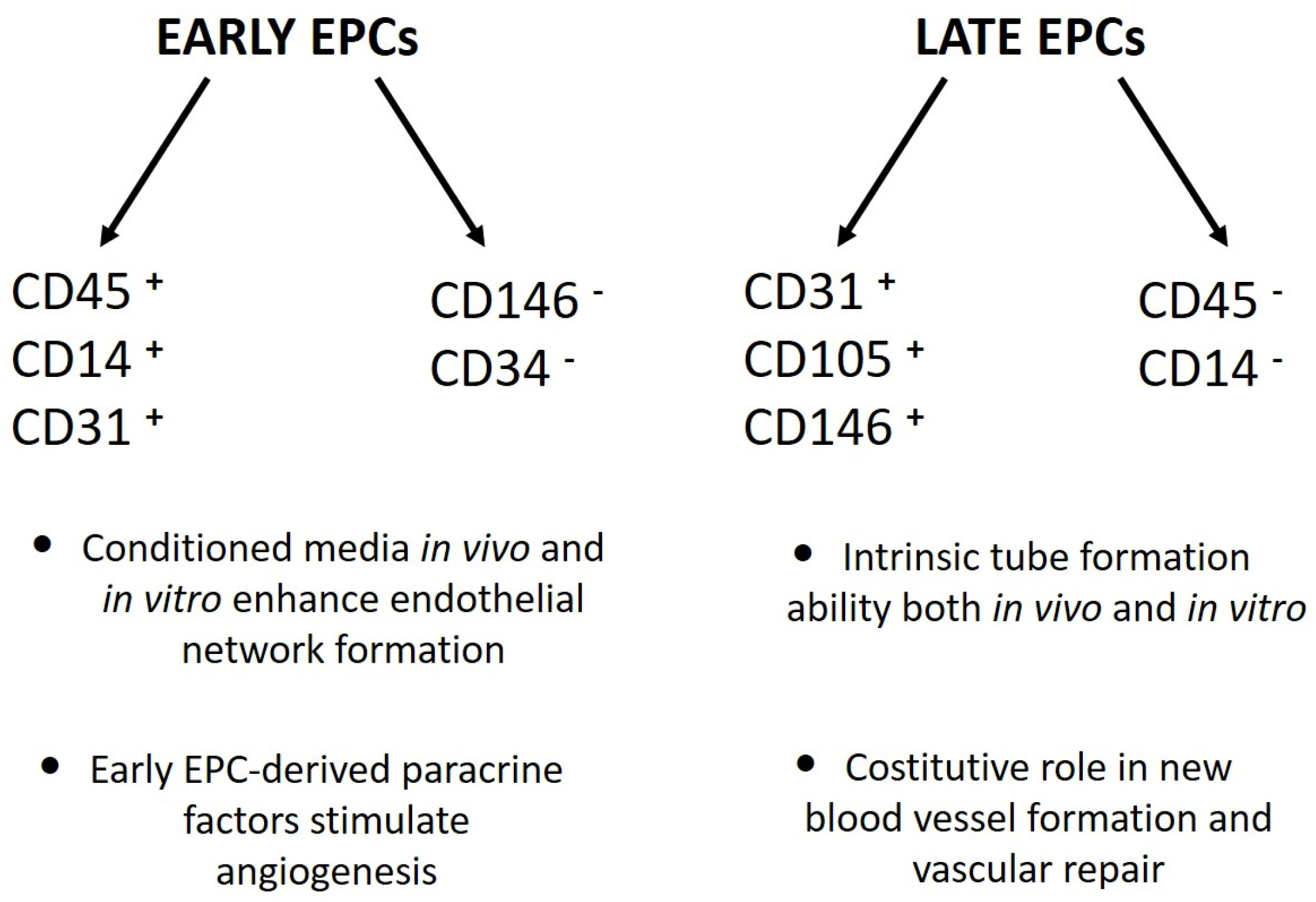 Cells 12 00112 g001 Cells 12 00112 g001