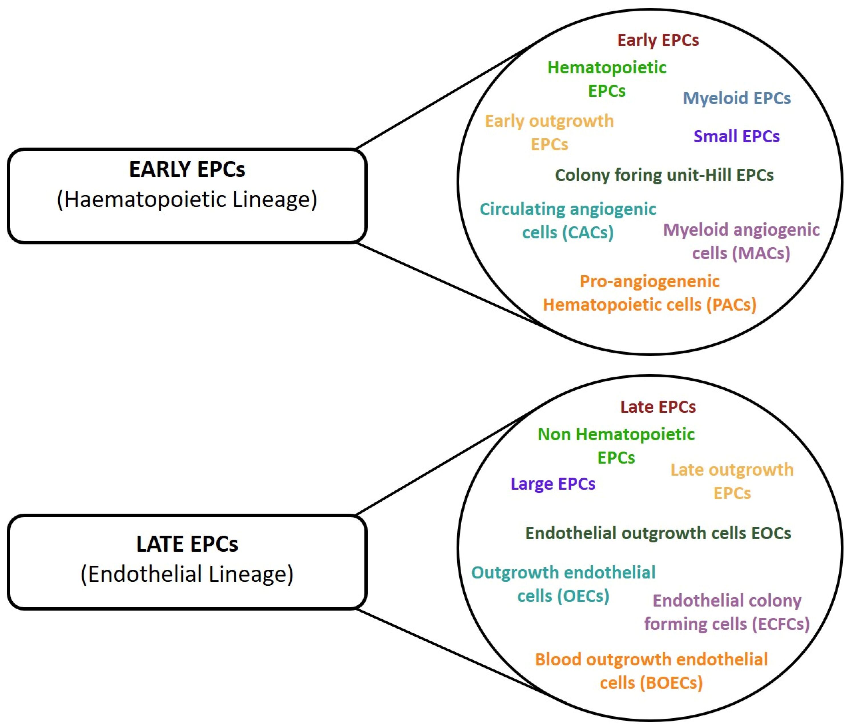 Cells 12 00112 g003 Cells 12 00112 g003