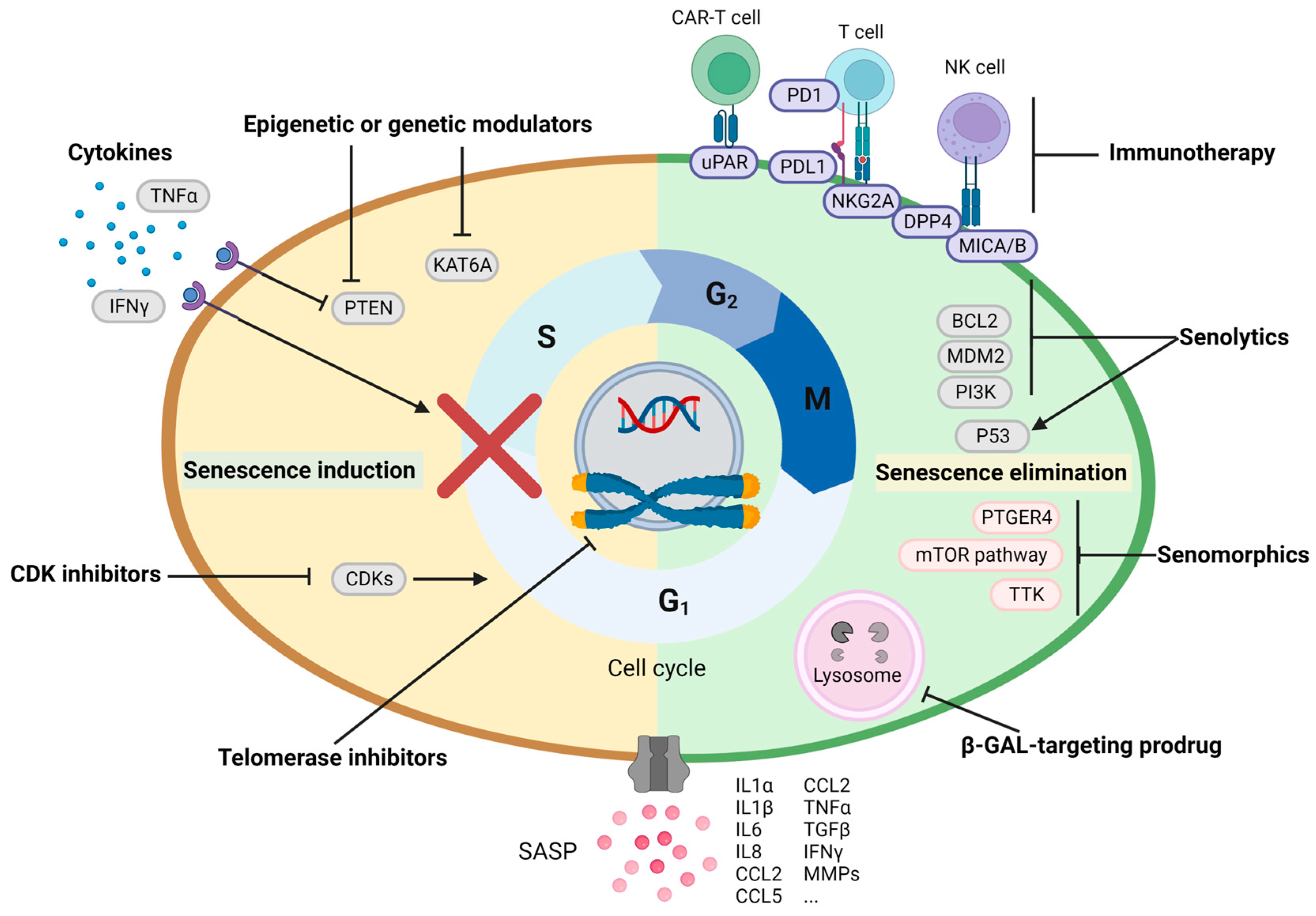 Cells | Free Full-Text | Cellular Senescence in Hepatocellular 