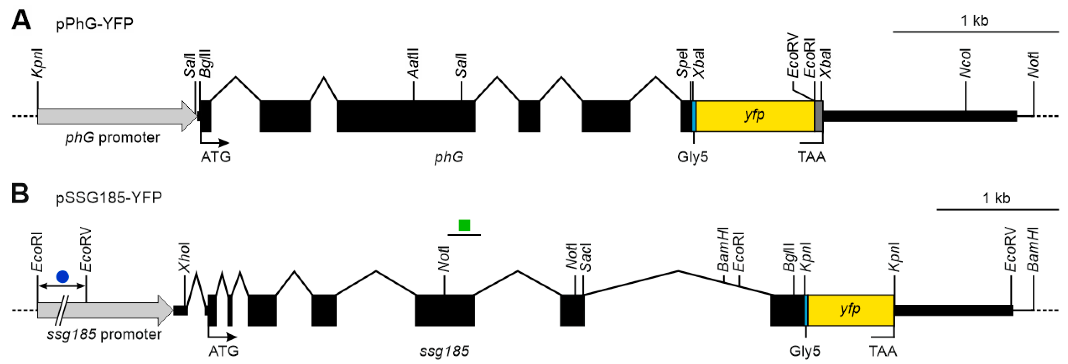 Cells 12 00134 g004 Cells 12 00134 g004