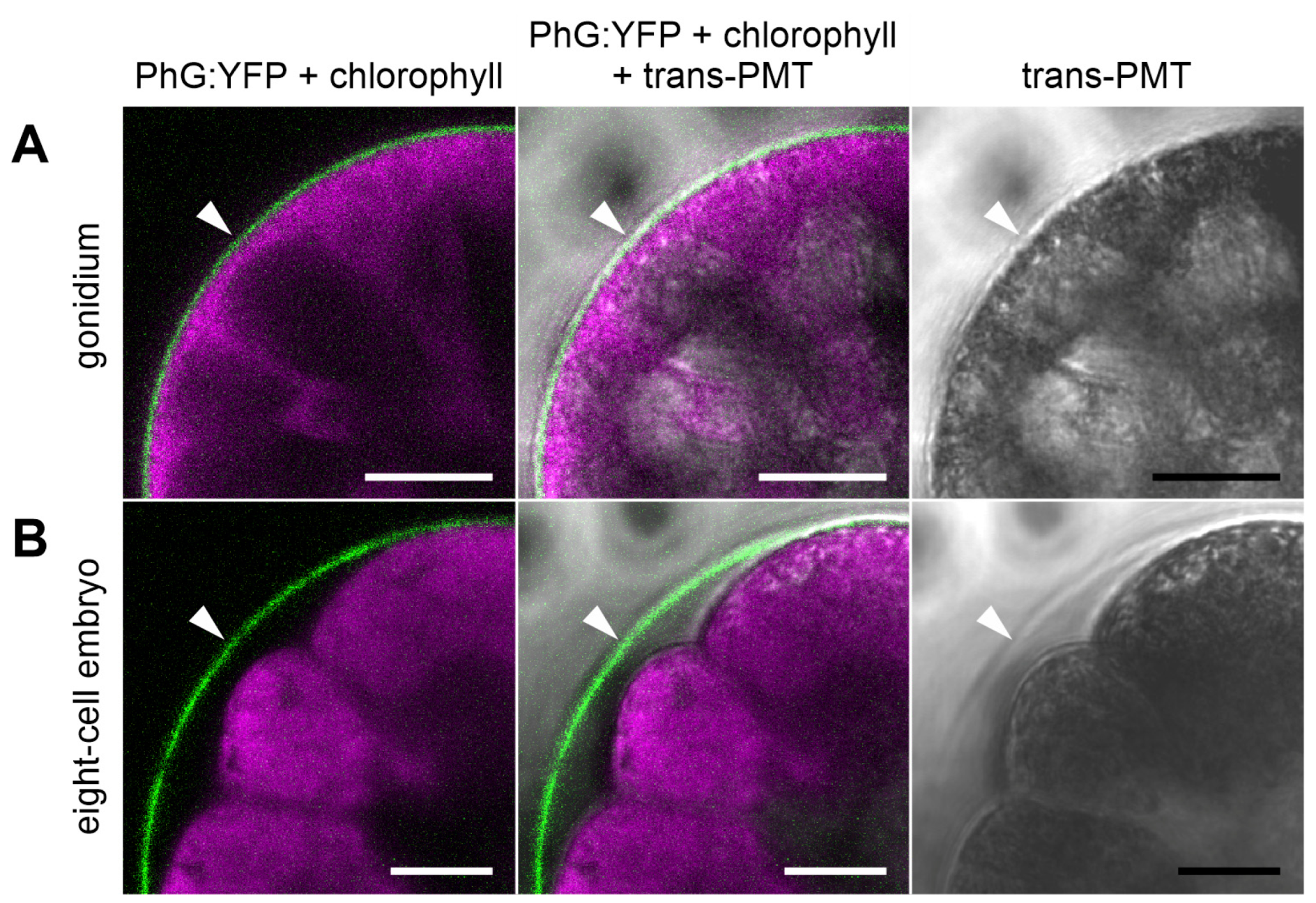 Cells 12 00134 g006 Cells 12 00134 g006