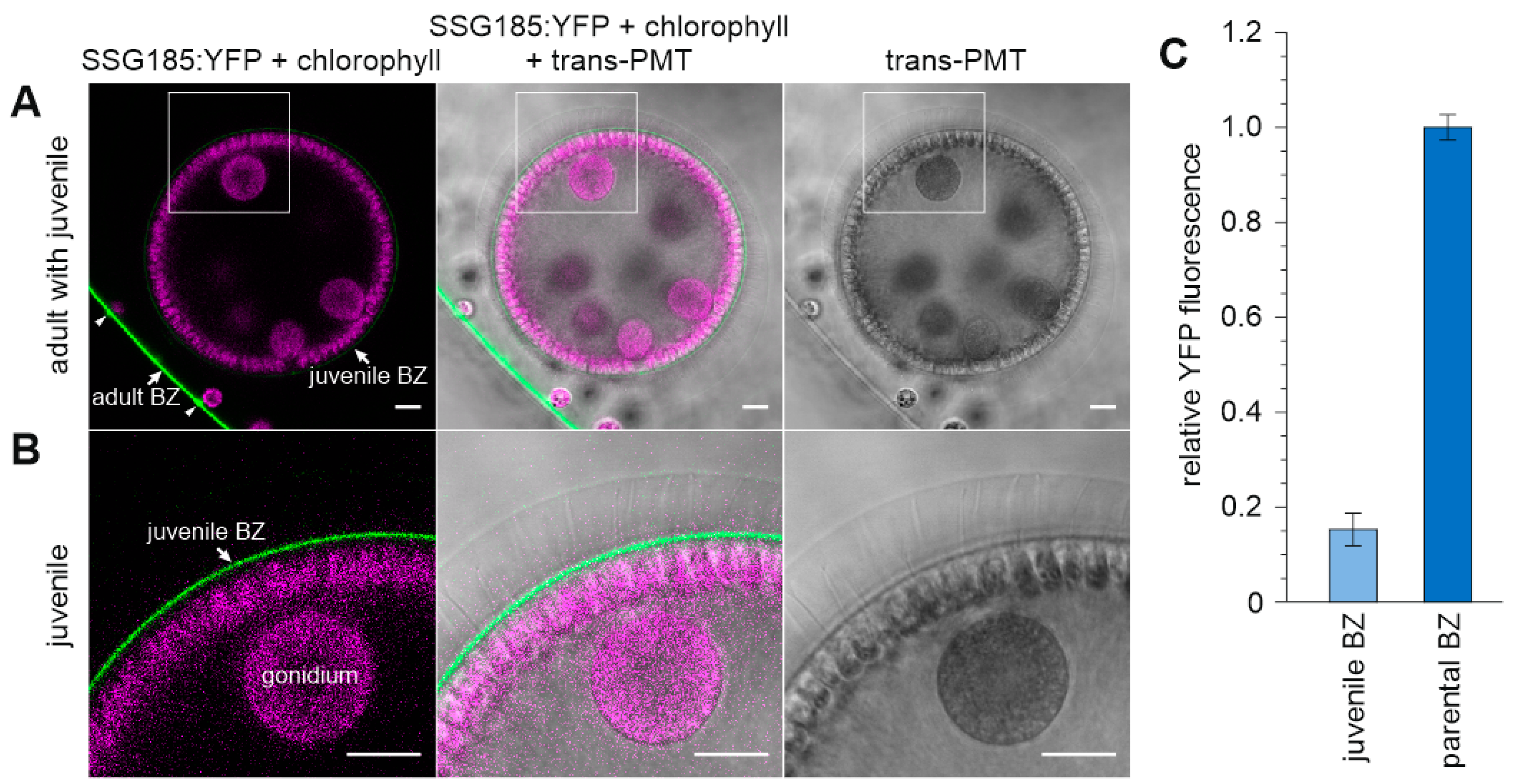 Cells 12 00134 g009 Cells 12 00134 g009