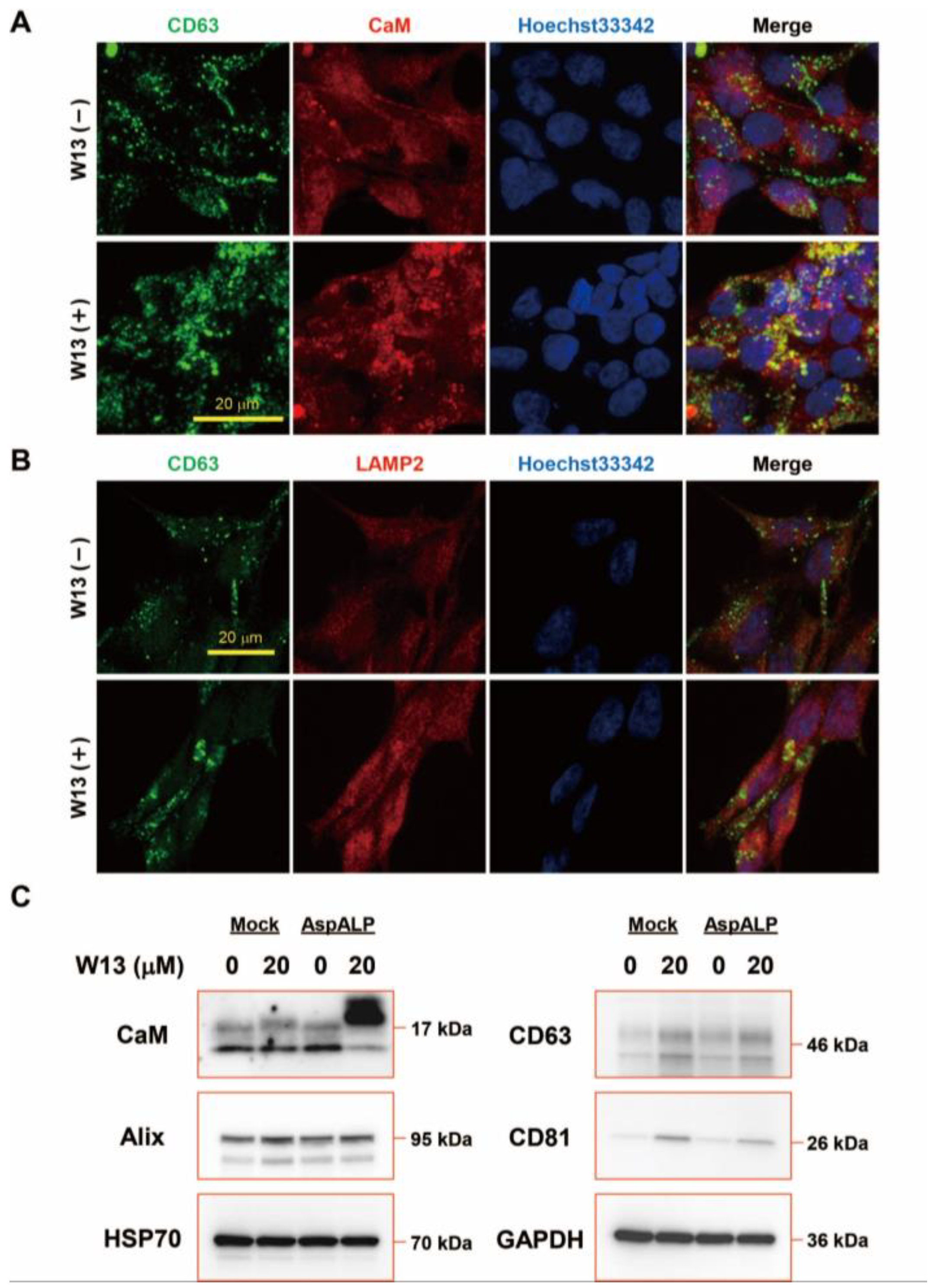 Cells 12 00158 g003 Cells 12 00158 g003
