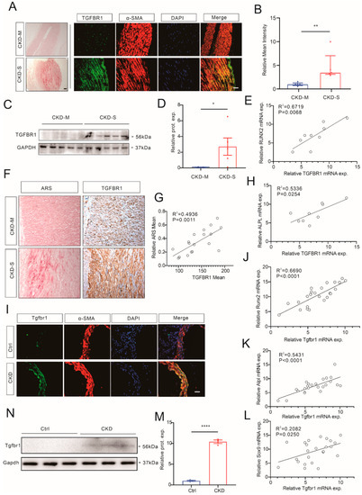 Cells Free Full Text High Phosphate Stimulated Macrophage Derived Exosomes Promote Vascular 